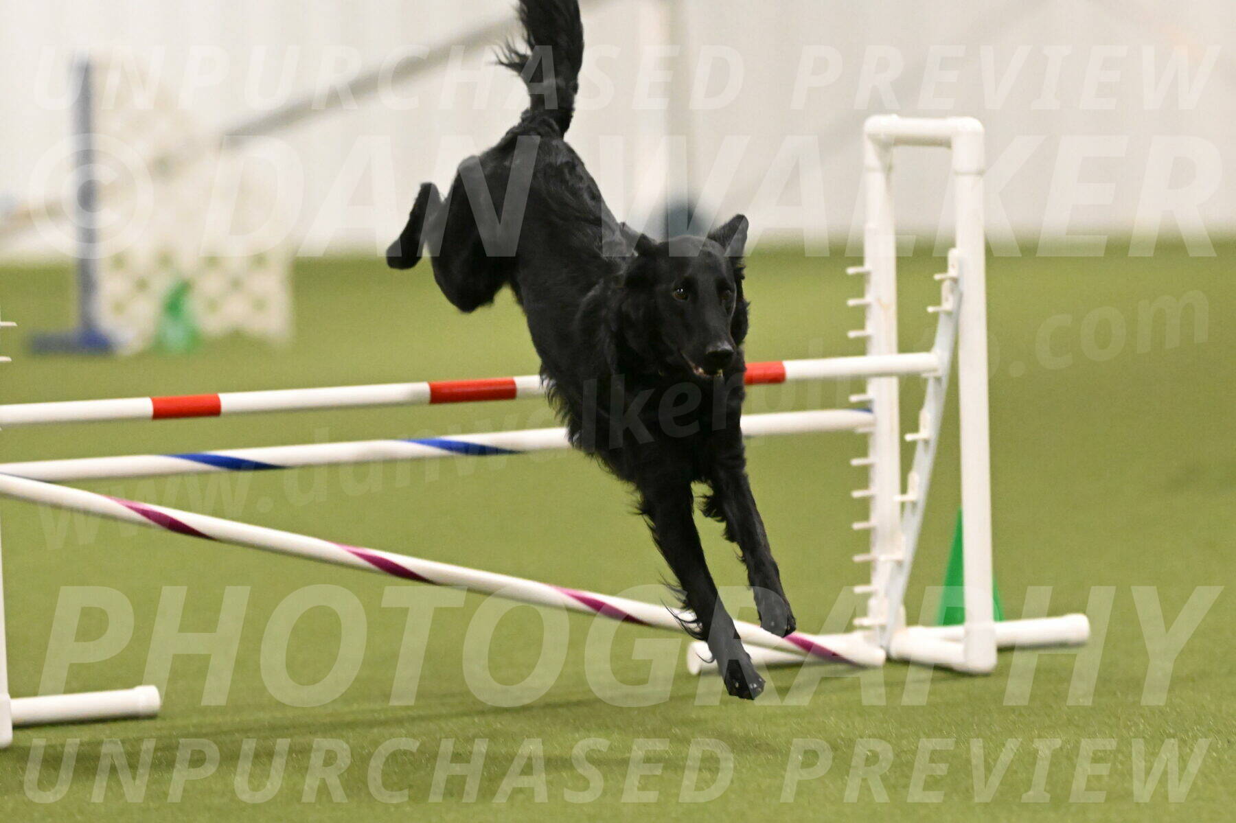 Zinnia-Deborah-Ting-03184