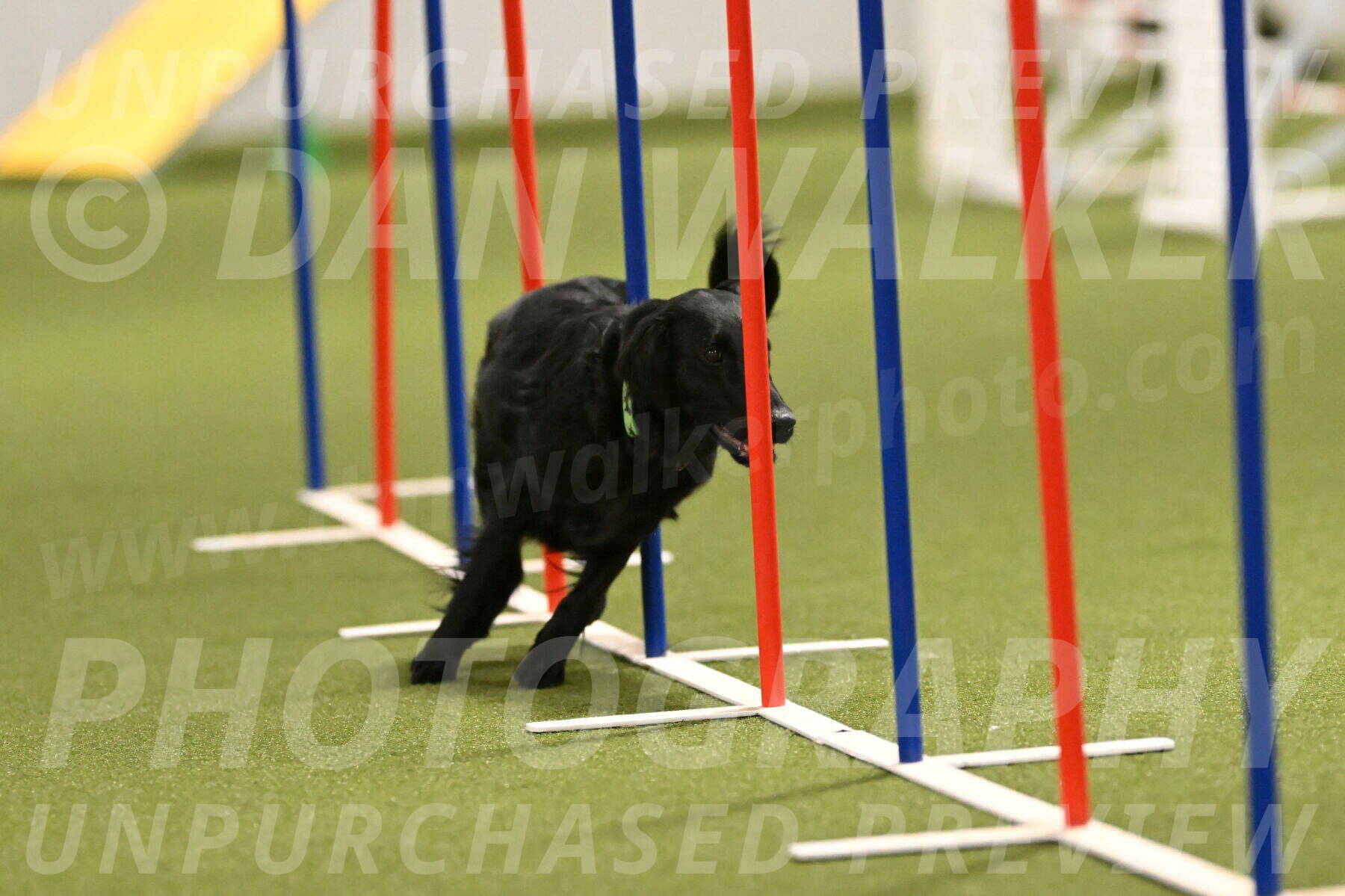 Zinnia-Deborah-Ting-03185