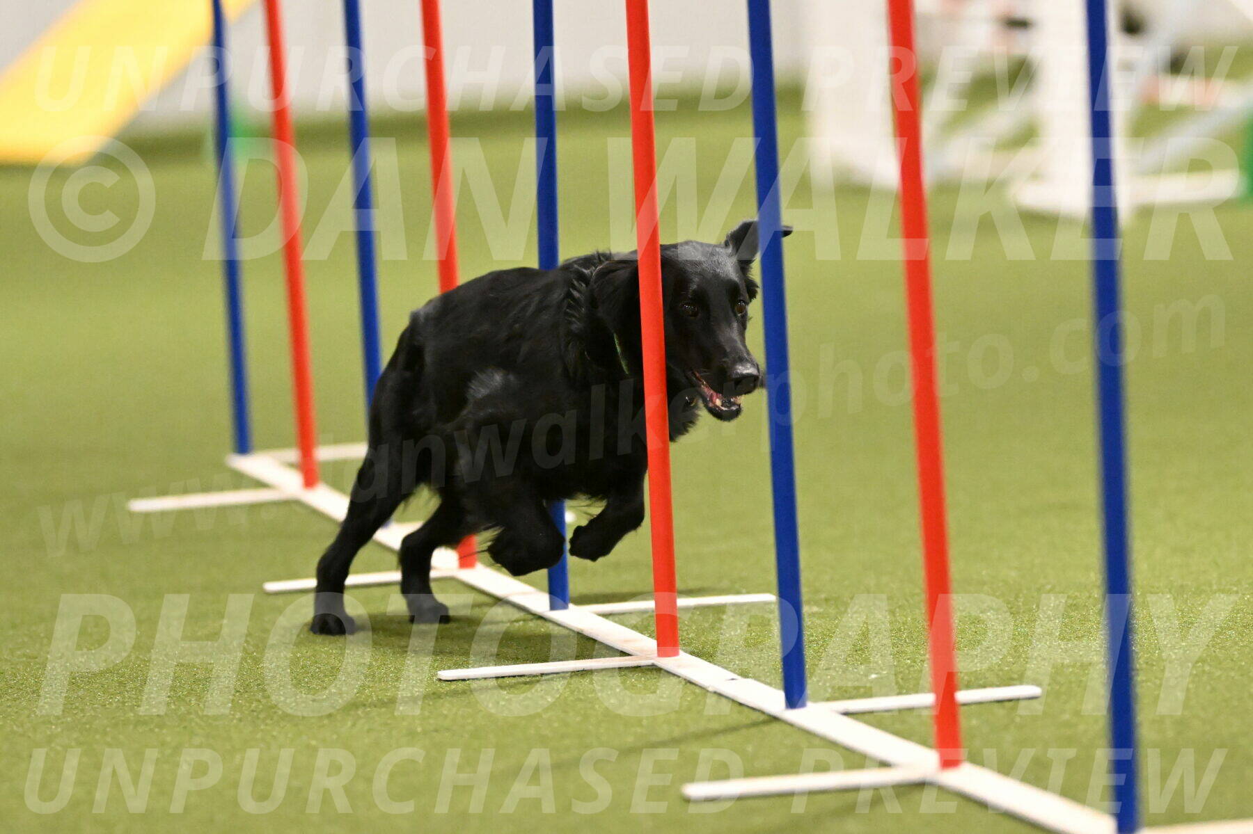 Zinnia-Deborah-Ting-03186