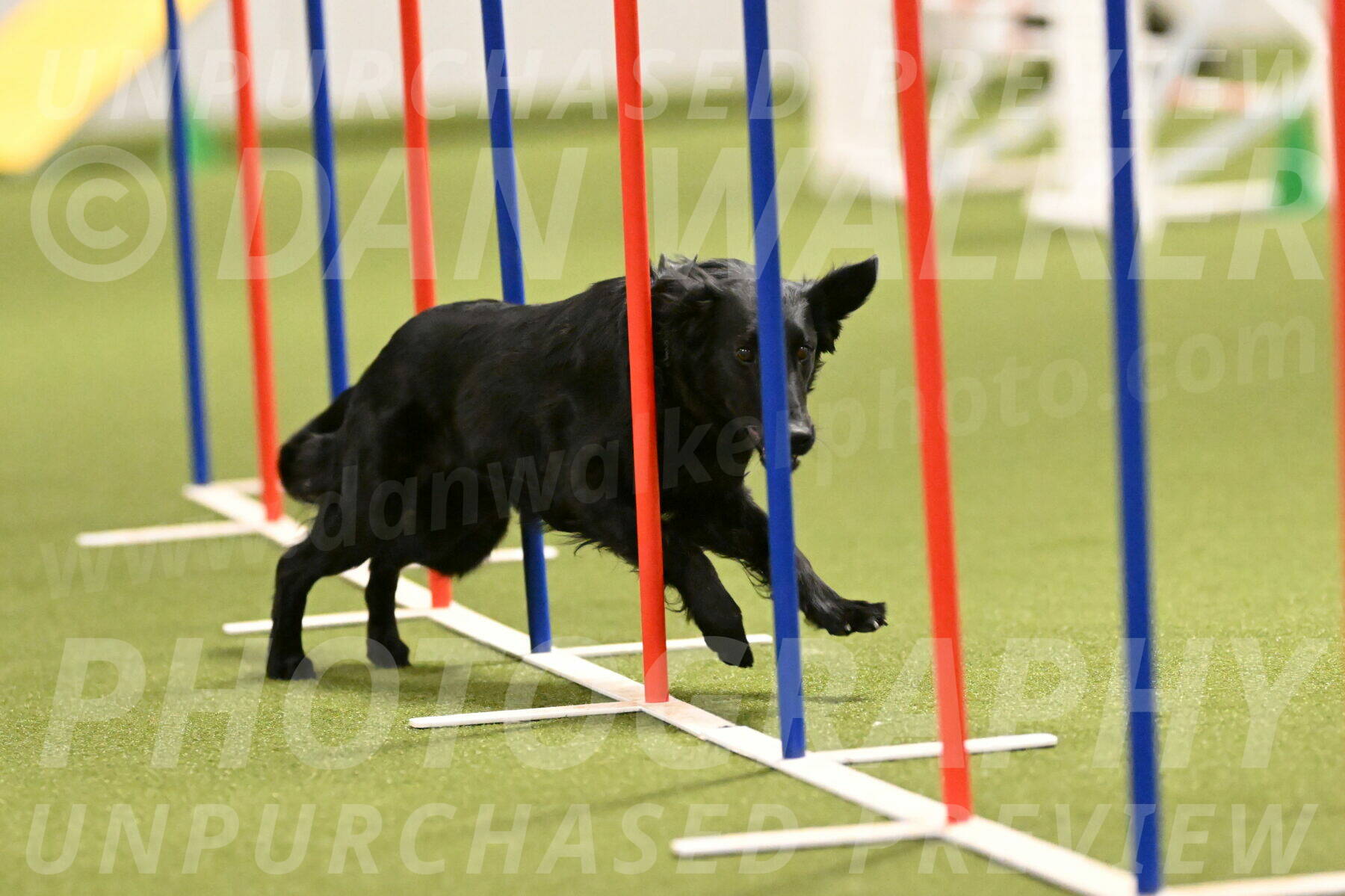 Zinnia-Deborah-Ting-03187