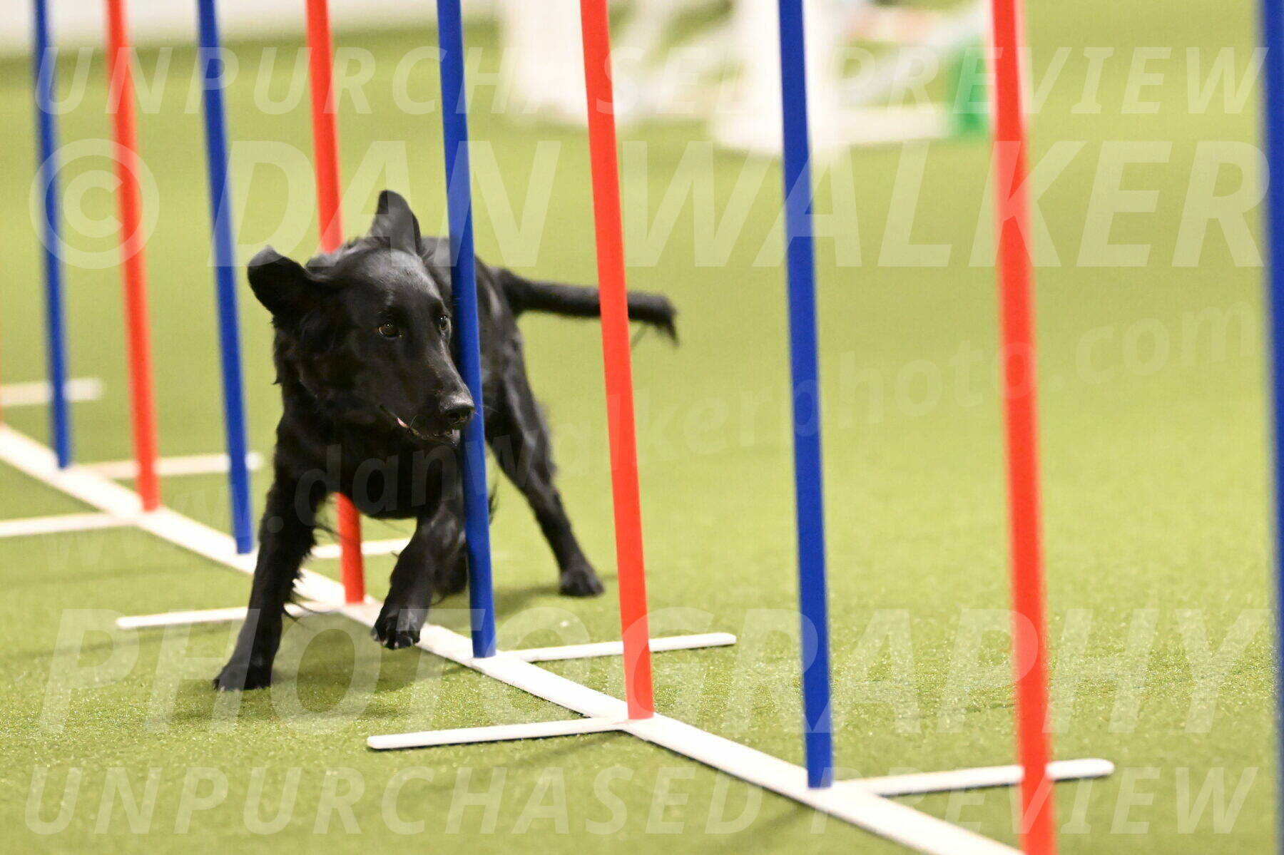 Zinnia-Deborah-Ting-03188