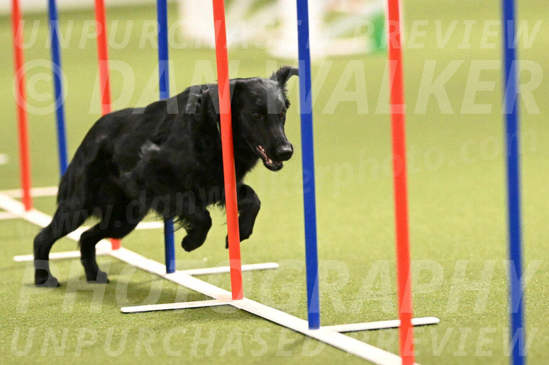 Zinnia-Deborah-Ting-03189