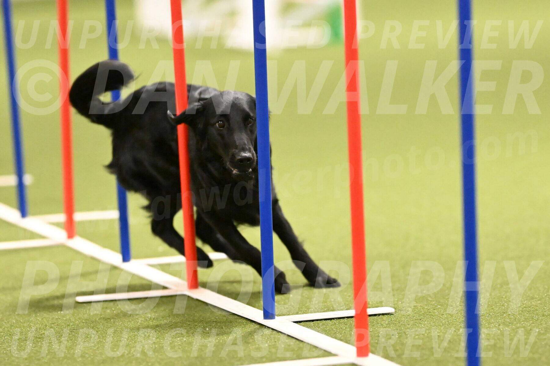 Zinnia-Deborah-Ting-03190