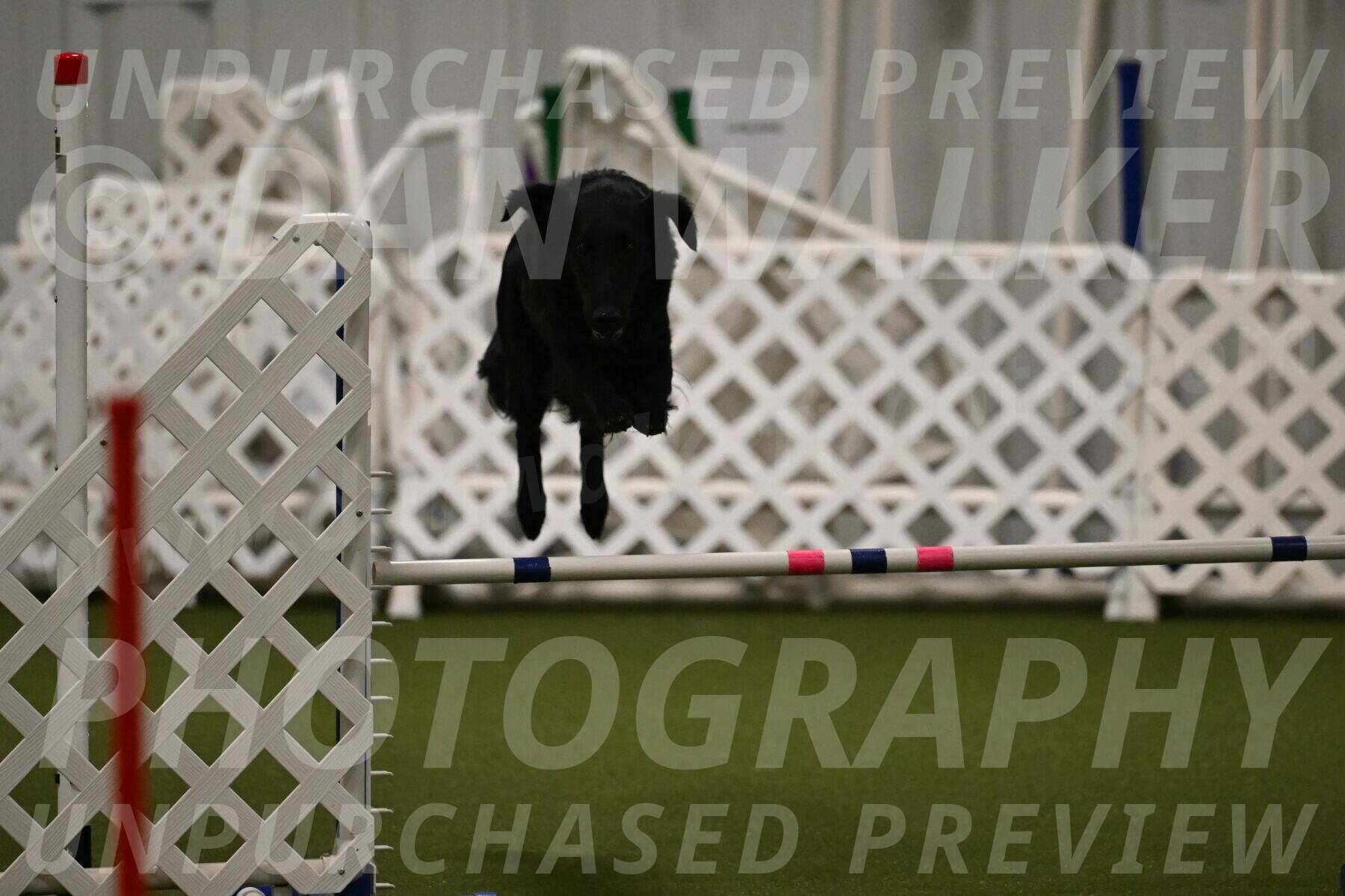 Zinnia-Deborah-Ting-03191