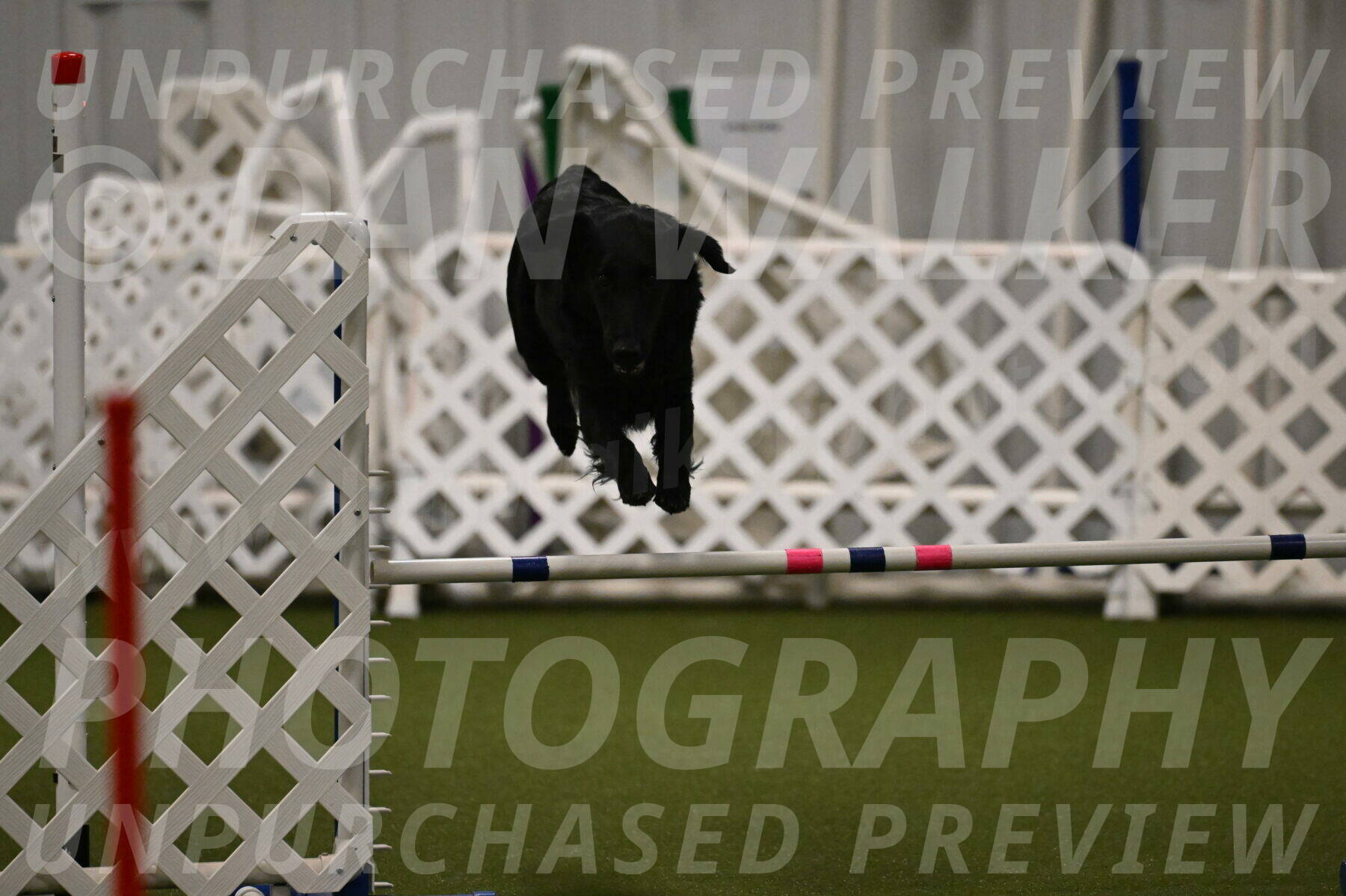 Zinnia-Deborah-Ting-03192