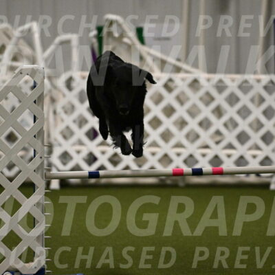 Zinnia-Deborah-Ting-03192