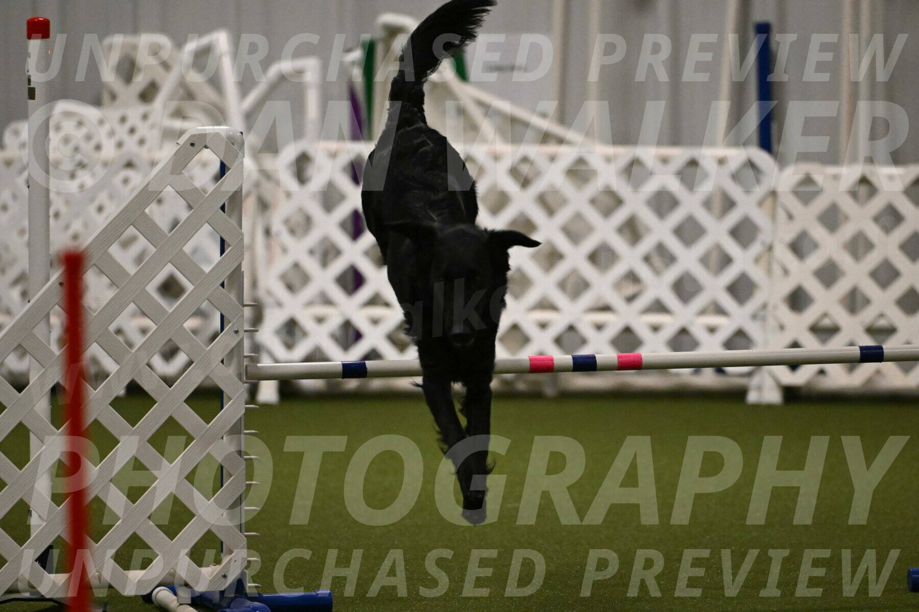 Zinnia-Deborah-Ting-03194