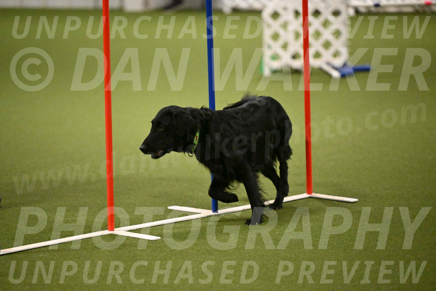 Zinnia-Deborah-Ting-03196