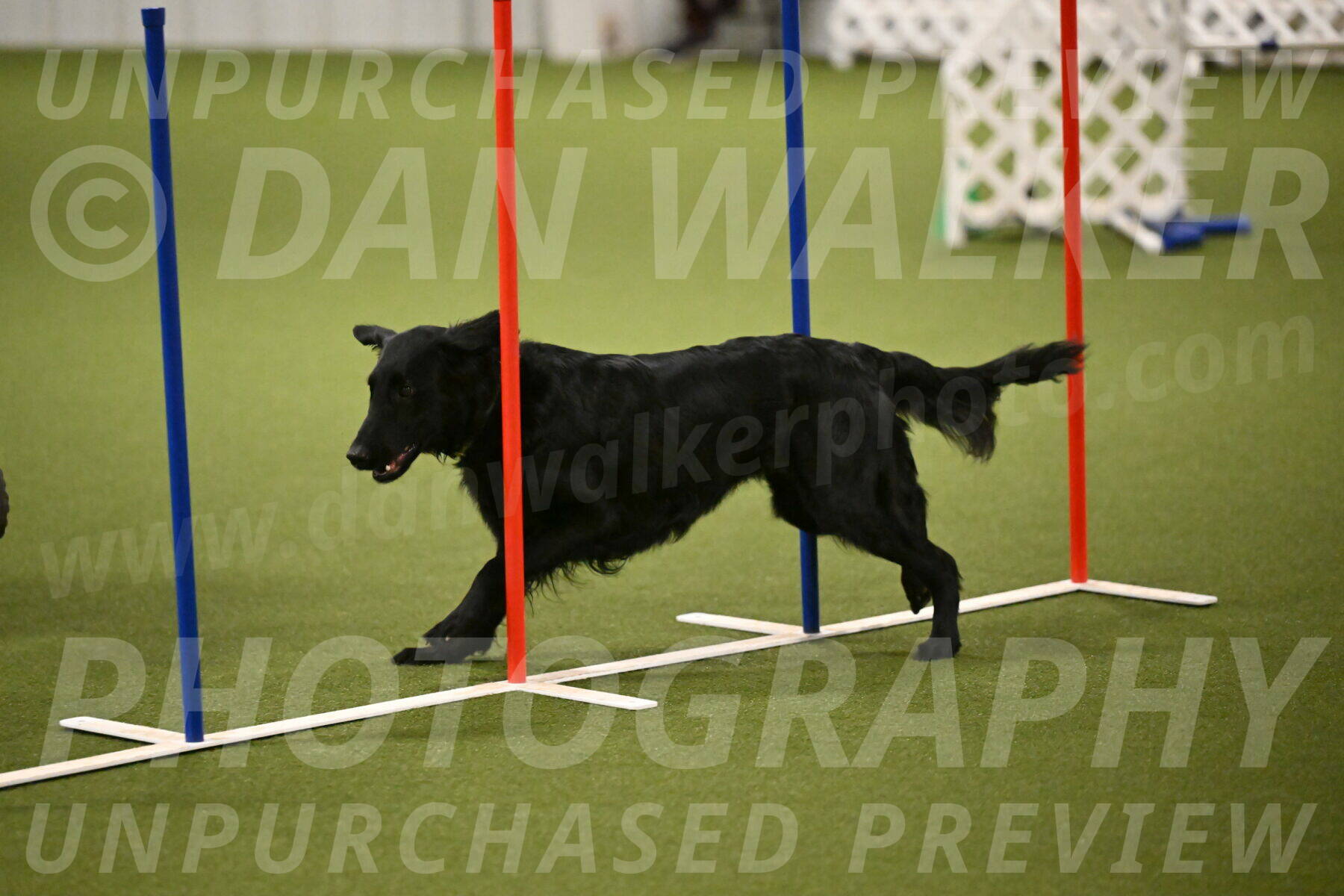 Zinnia-Deborah-Ting-03197