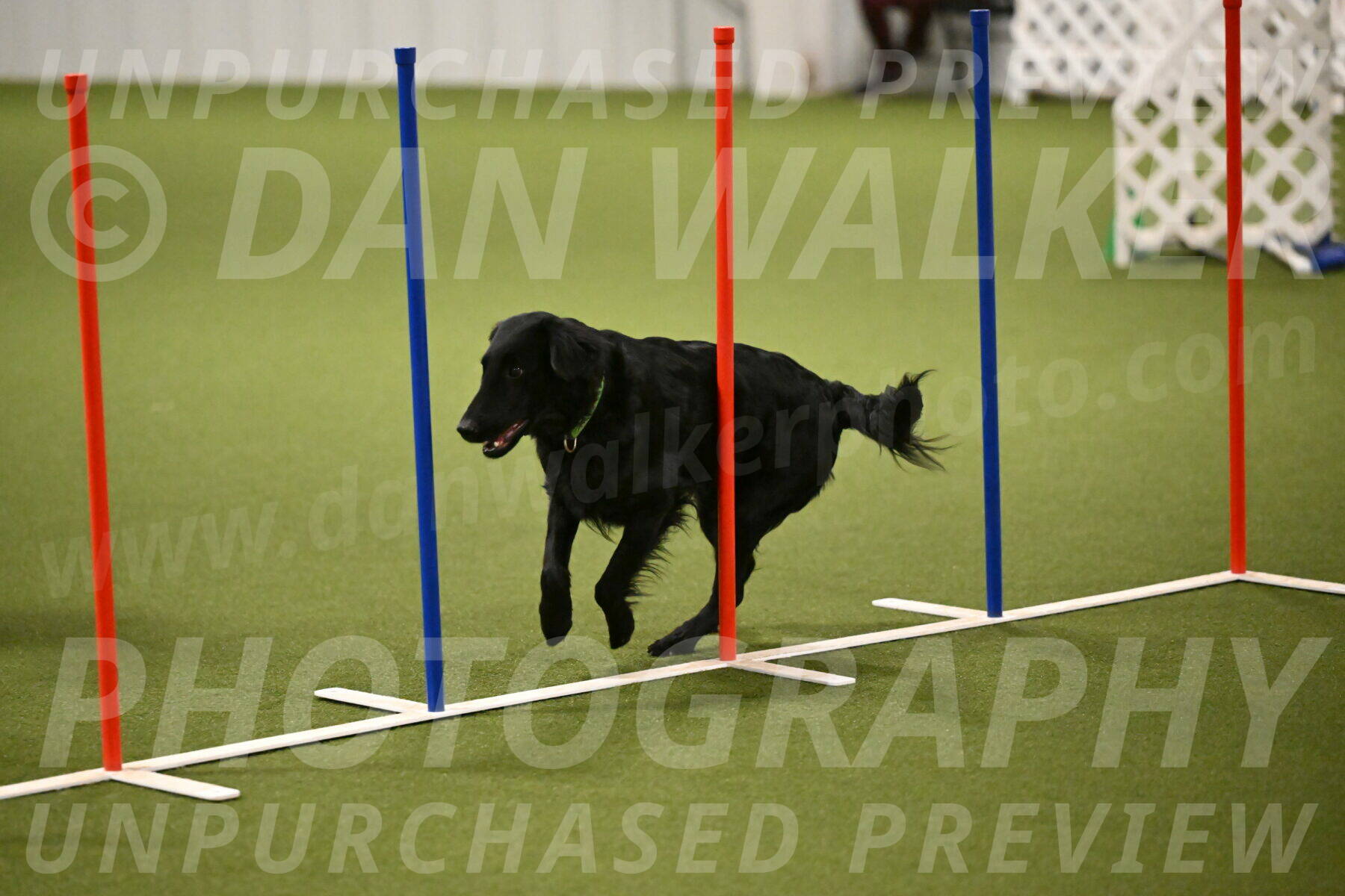 Zinnia-Deborah-Ting-03198