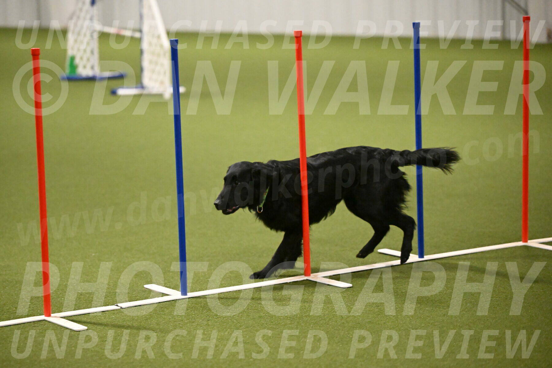 Zinnia-Deborah-Ting-03200