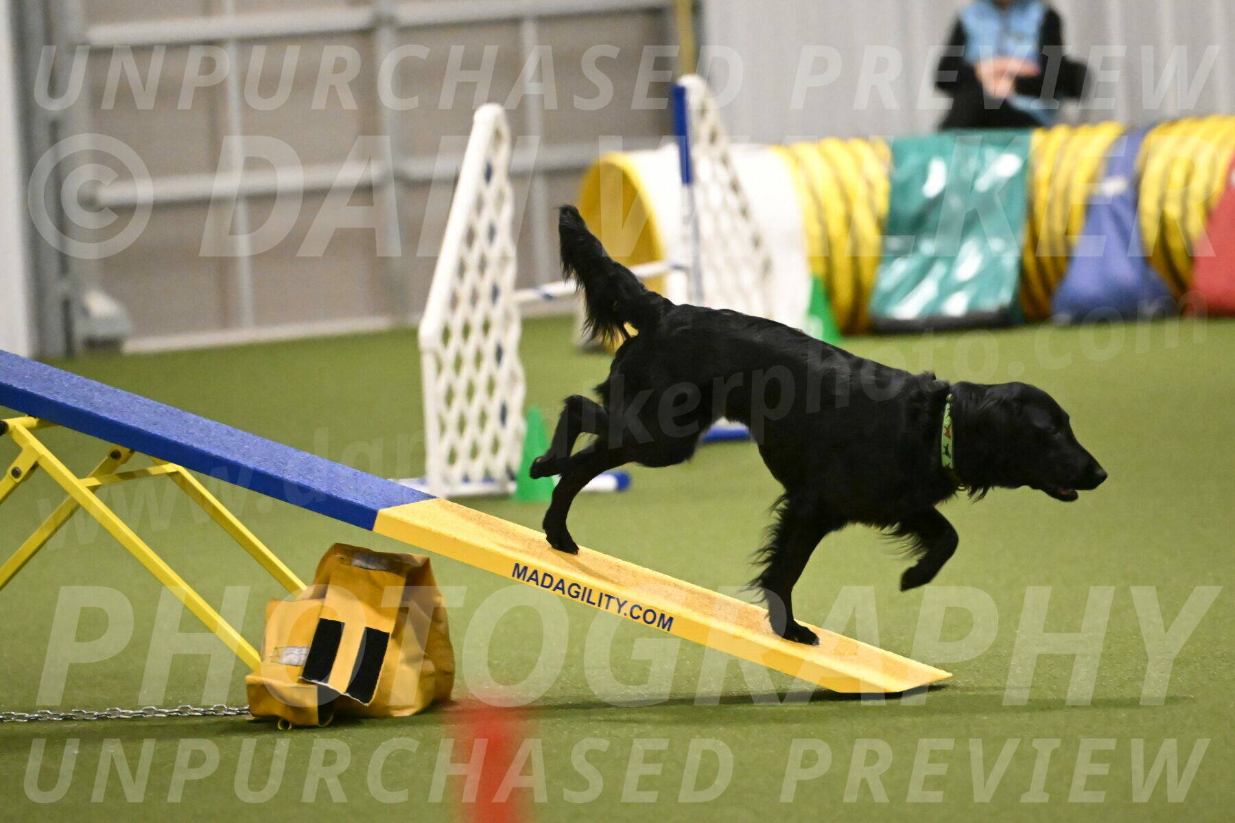 Zinnia-Deborah-Ting-03208