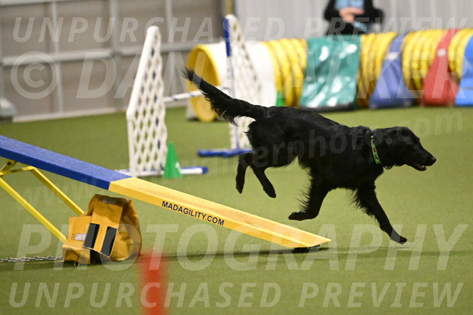 Zinnia-Deborah-Ting-03209