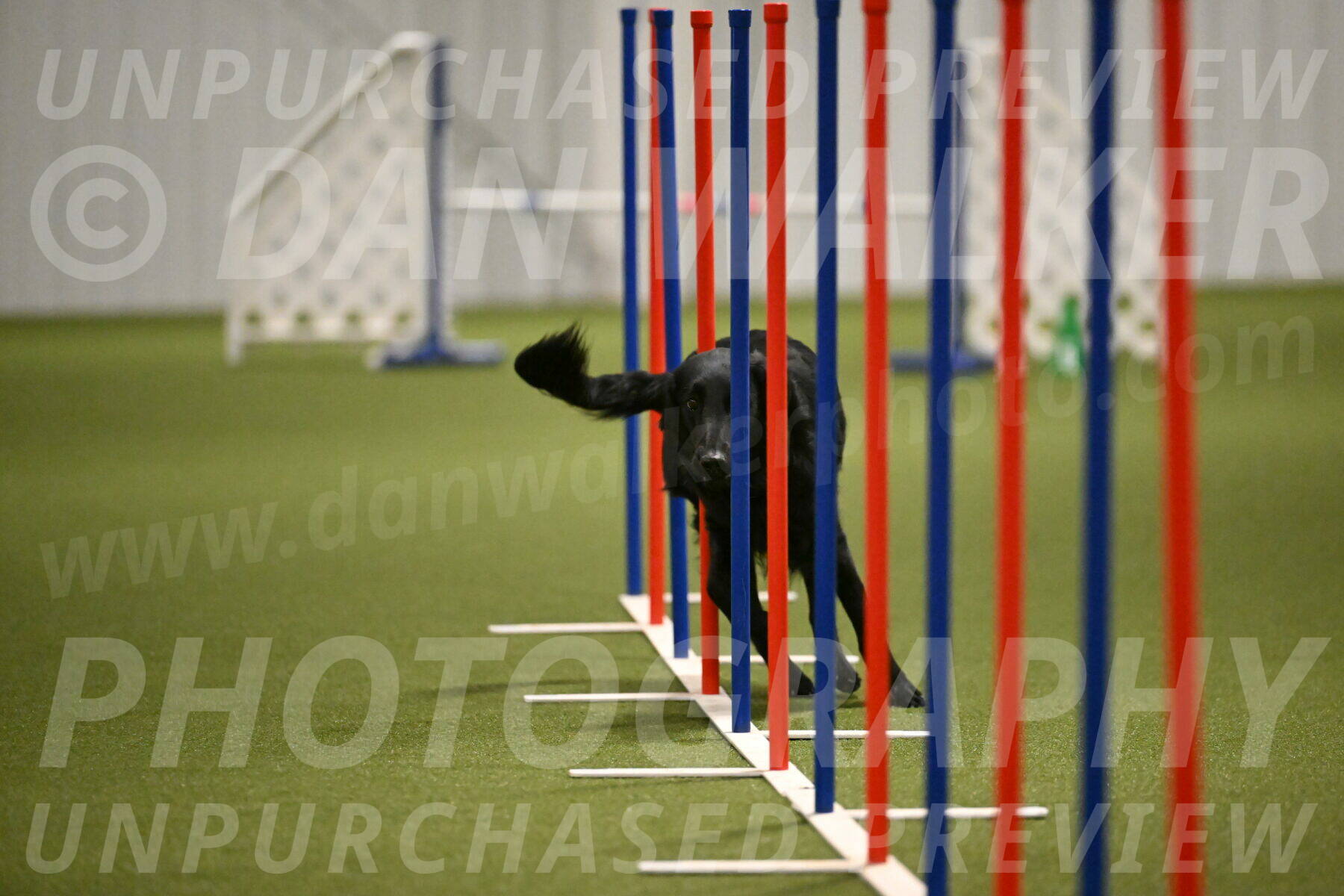 Zinnia-Deborah-Ting-03214