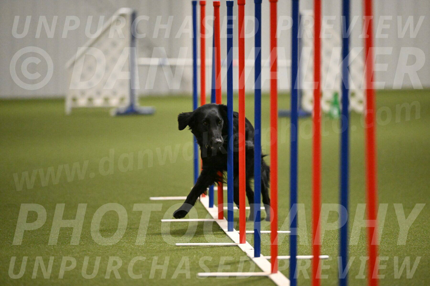 Zinnia-Deborah-Ting-03215