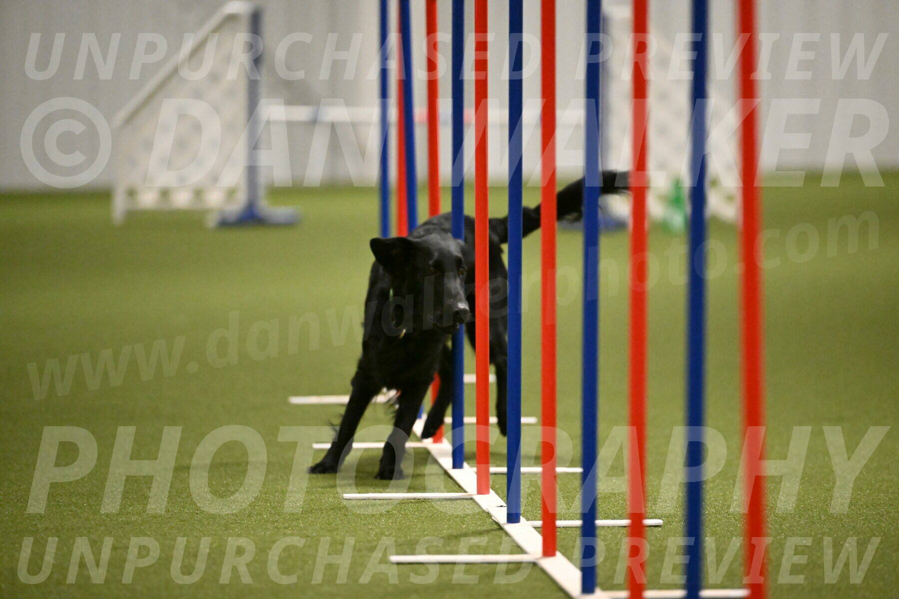 Zinnia-Deborah-Ting-03216