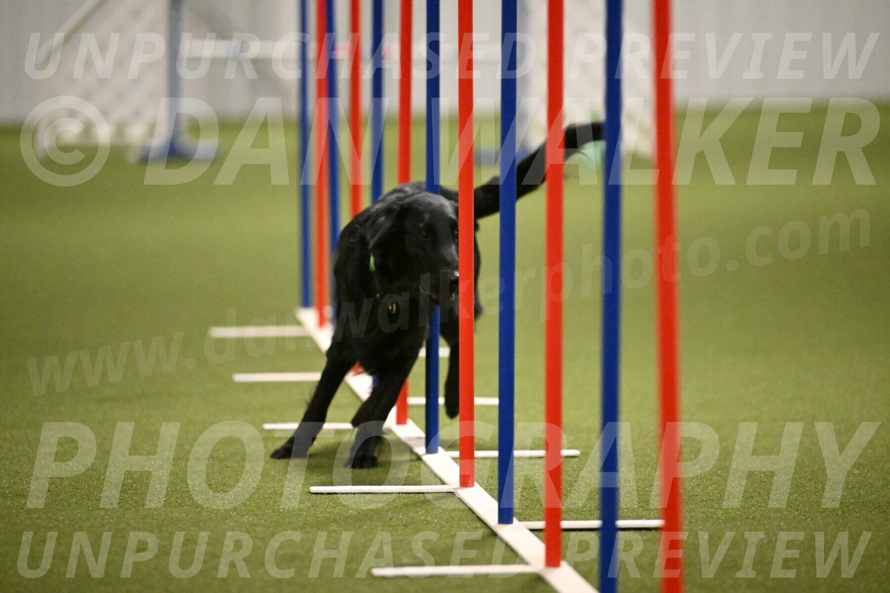 Zinnia-Deborah-Ting-03217