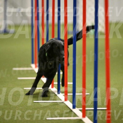 Zinnia-Deborah-Ting-03217