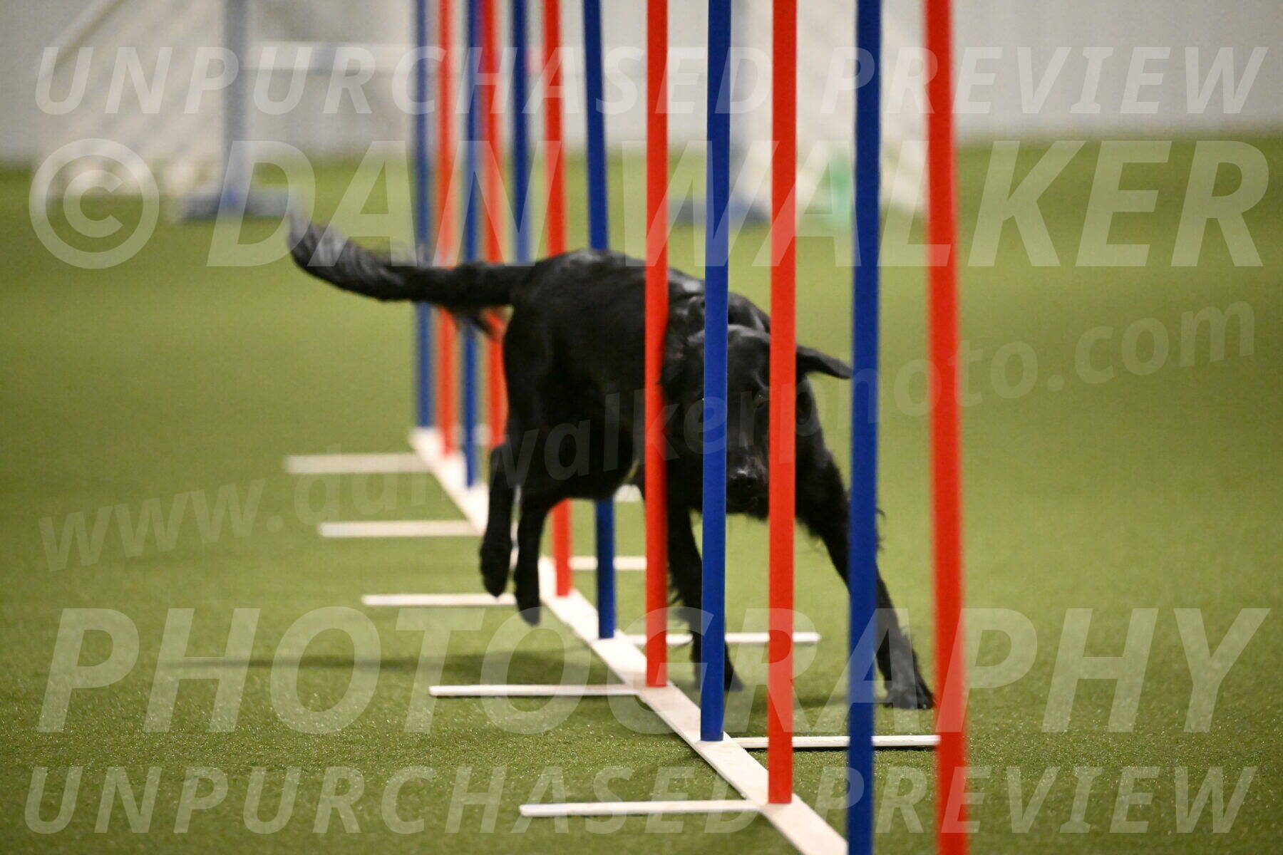 Zinnia-Deborah-Ting-03218