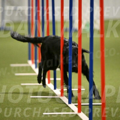 Zinnia-Deborah-Ting-03218