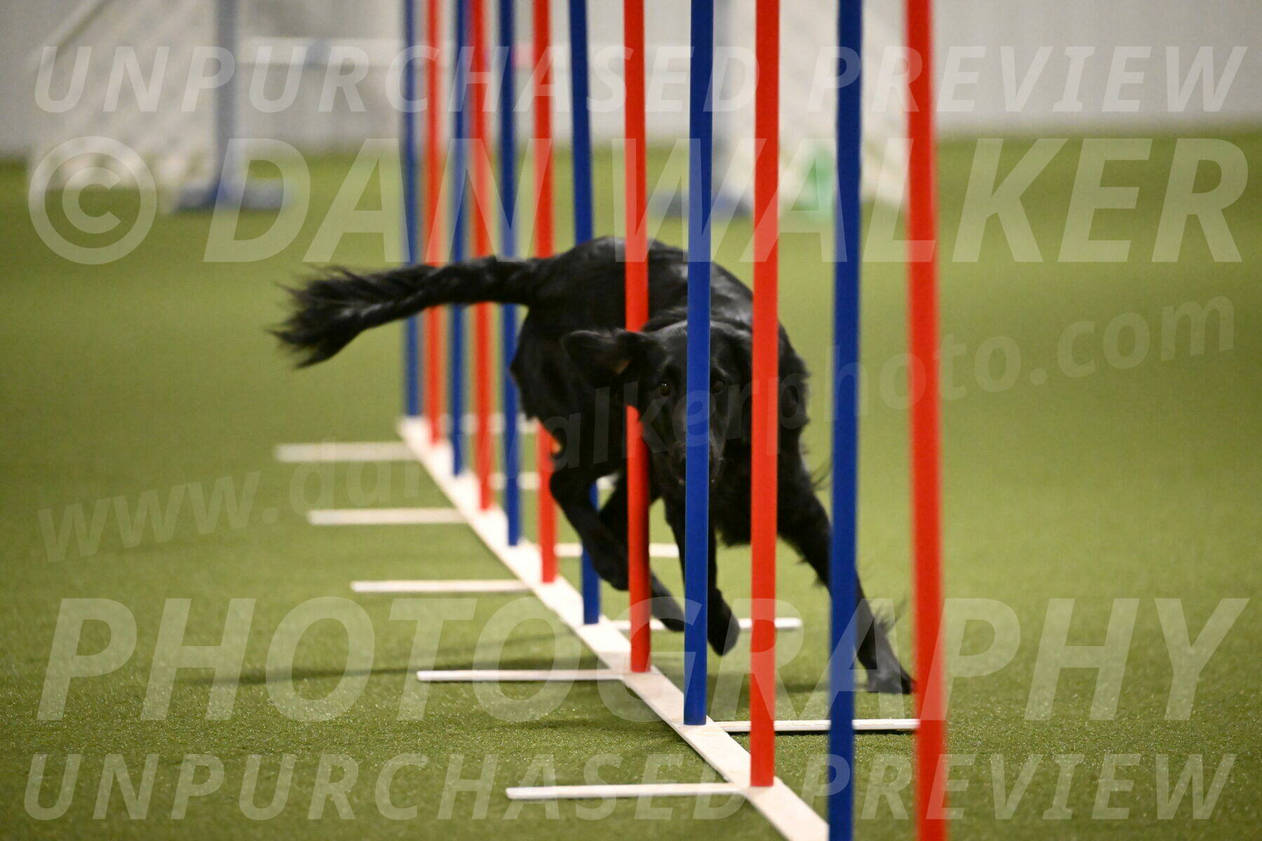 Zinnia-Deborah-Ting-03219