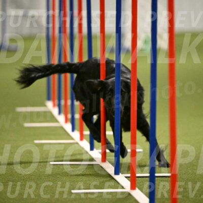 Zinnia-Deborah-Ting-03219