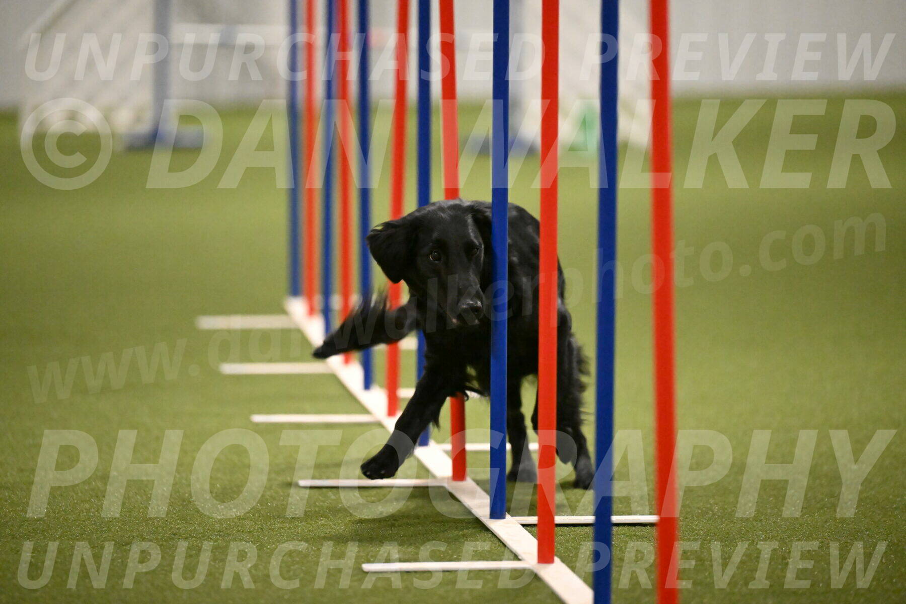 Zinnia-Deborah-Ting-03220