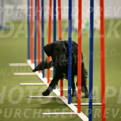 Zinnia-Deborah-Ting-03220