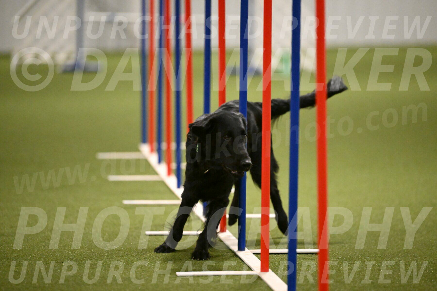 Zinnia-Deborah-Ting-03221