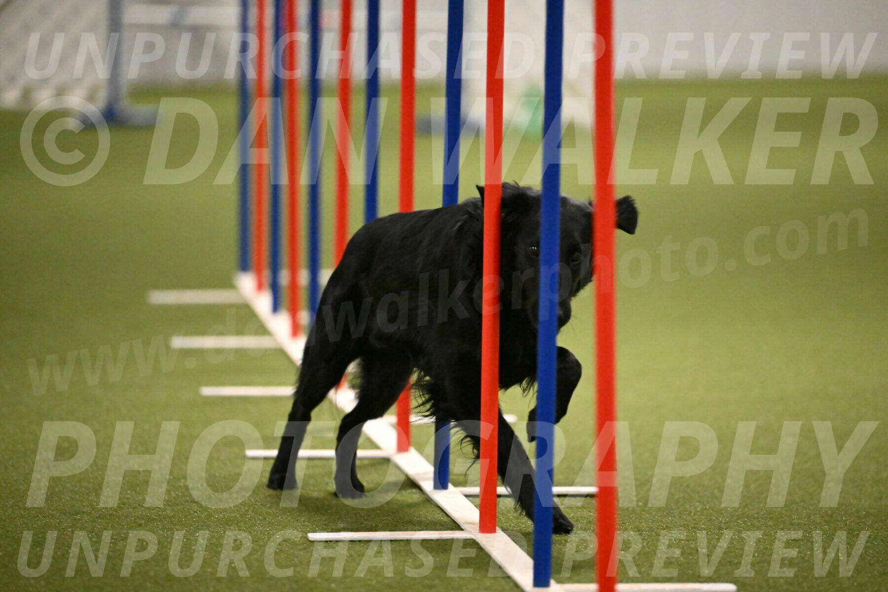 Zinnia-Deborah-Ting-03222