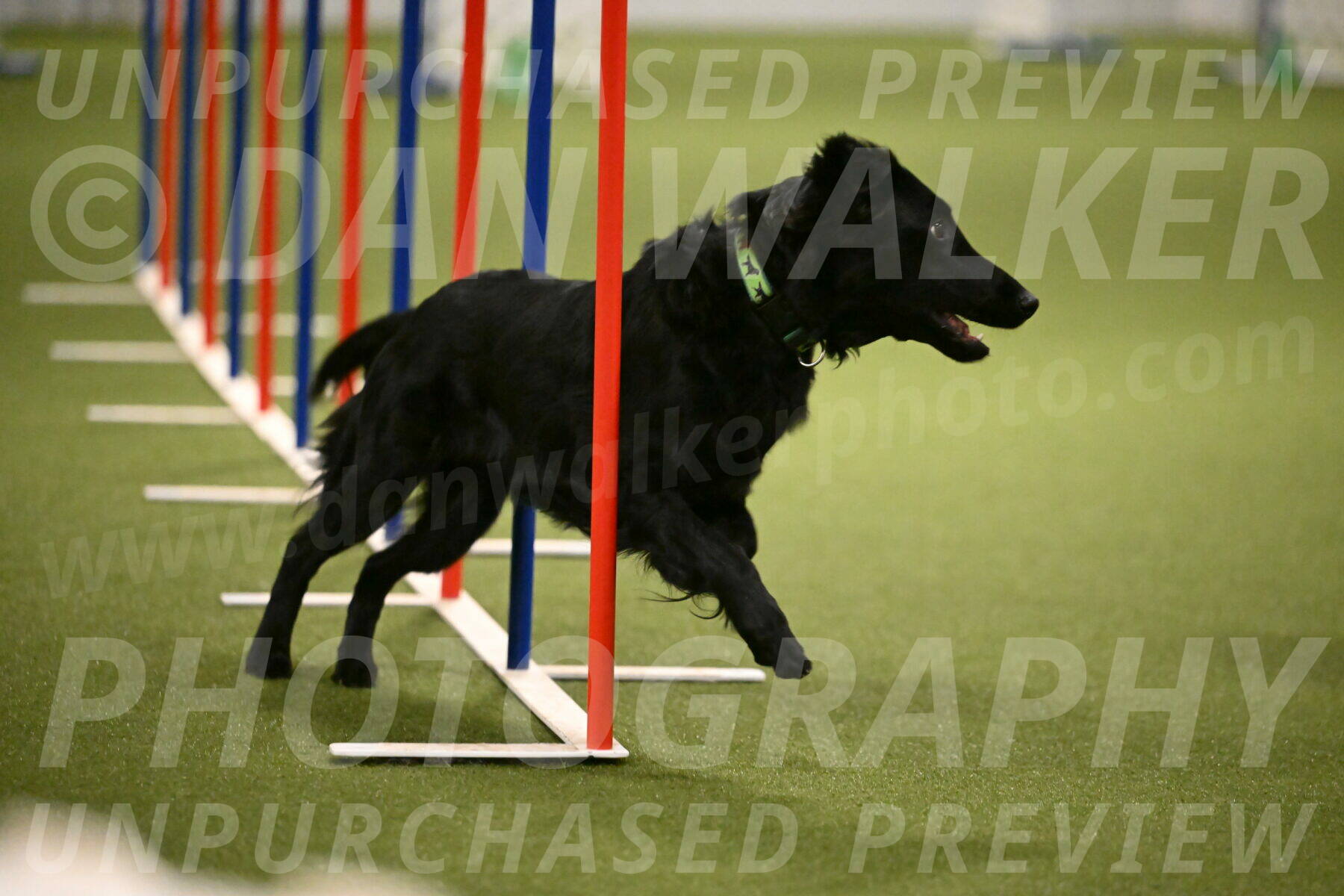 Zinnia-Deborah-Ting-03223