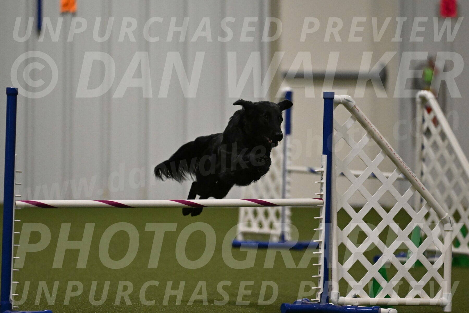 Zinnia-Deborah-Ting-03224