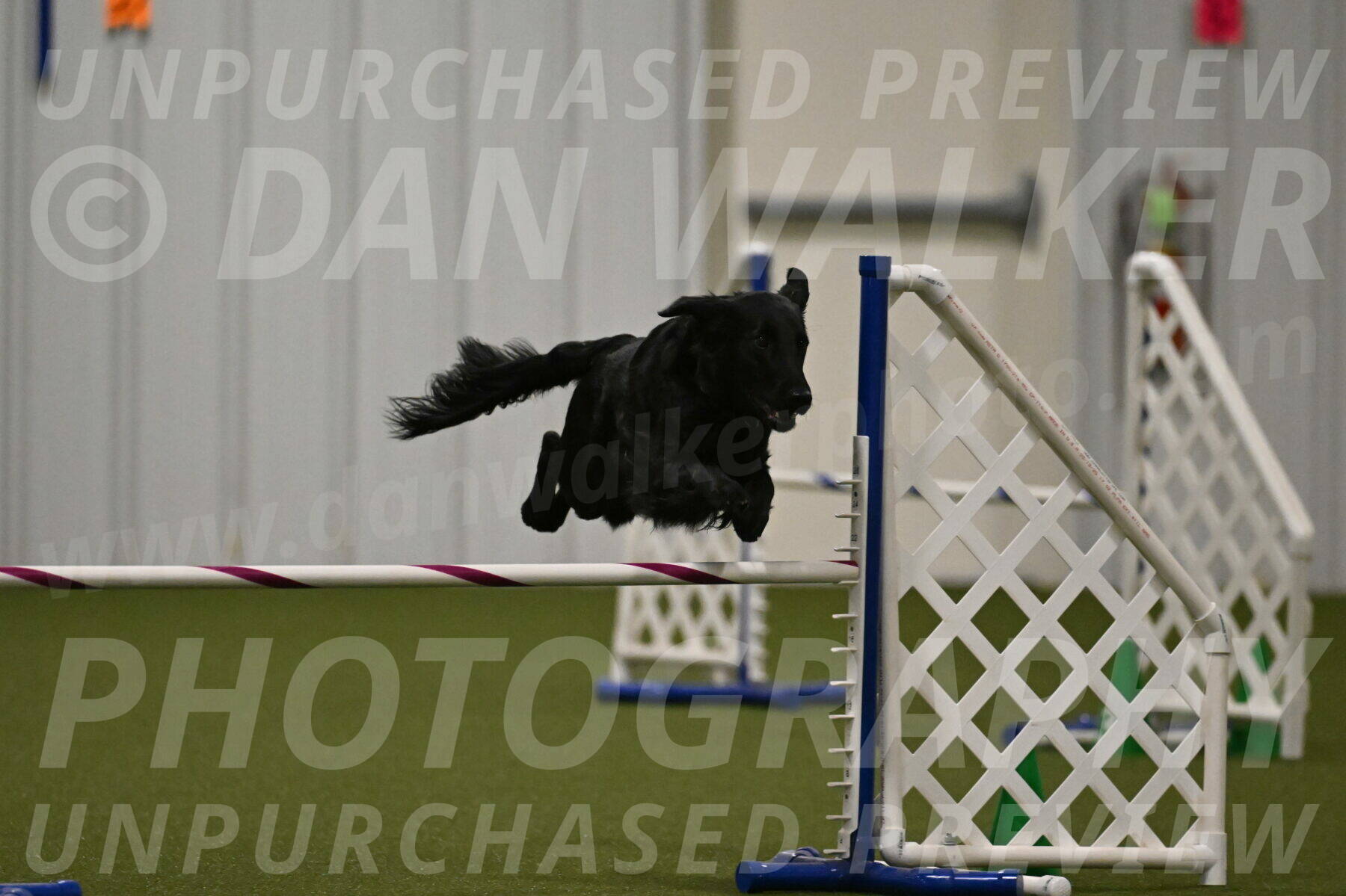 Zinnia-Deborah-Ting-03225