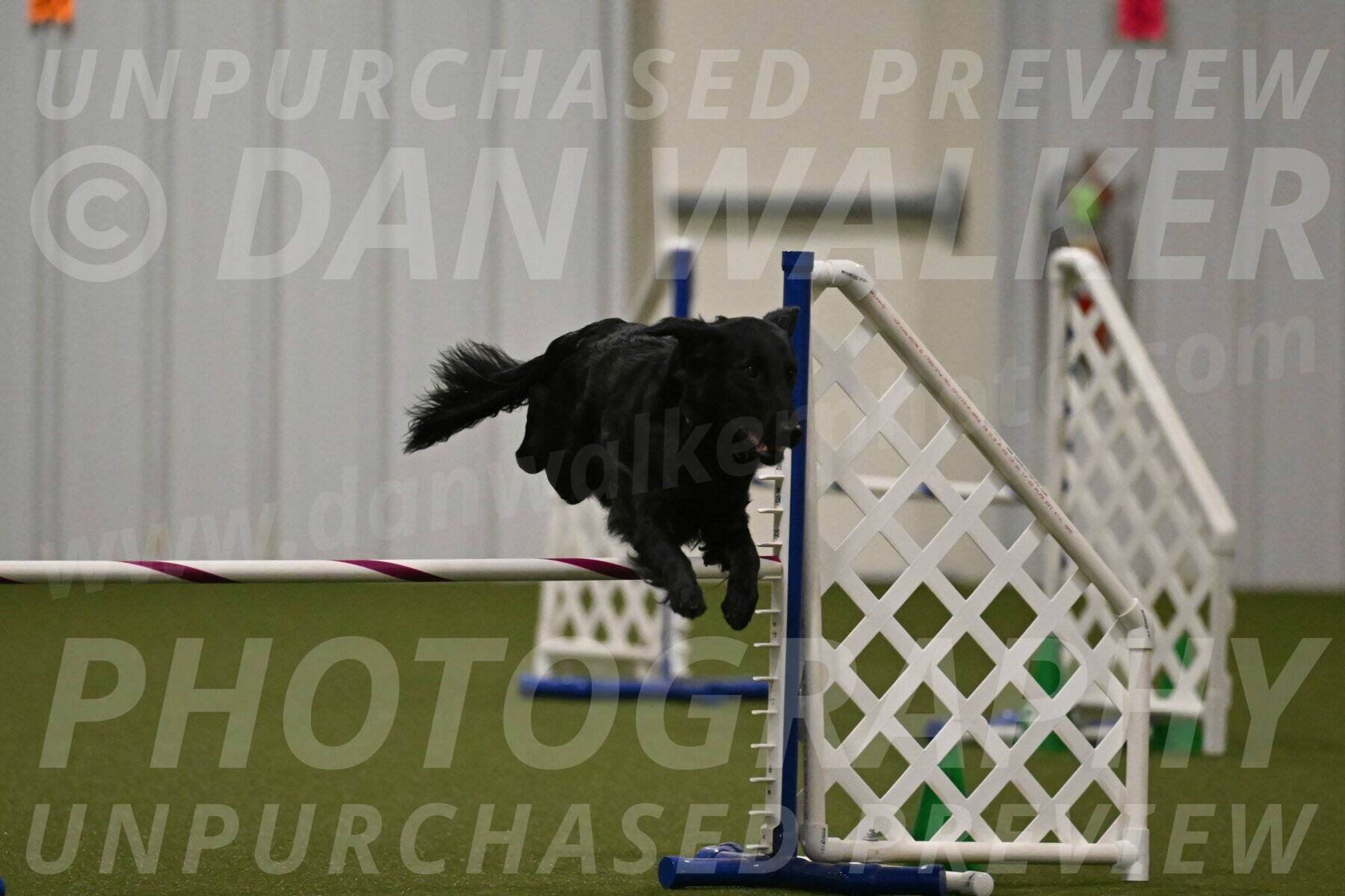 Zinnia-Deborah-Ting-03226