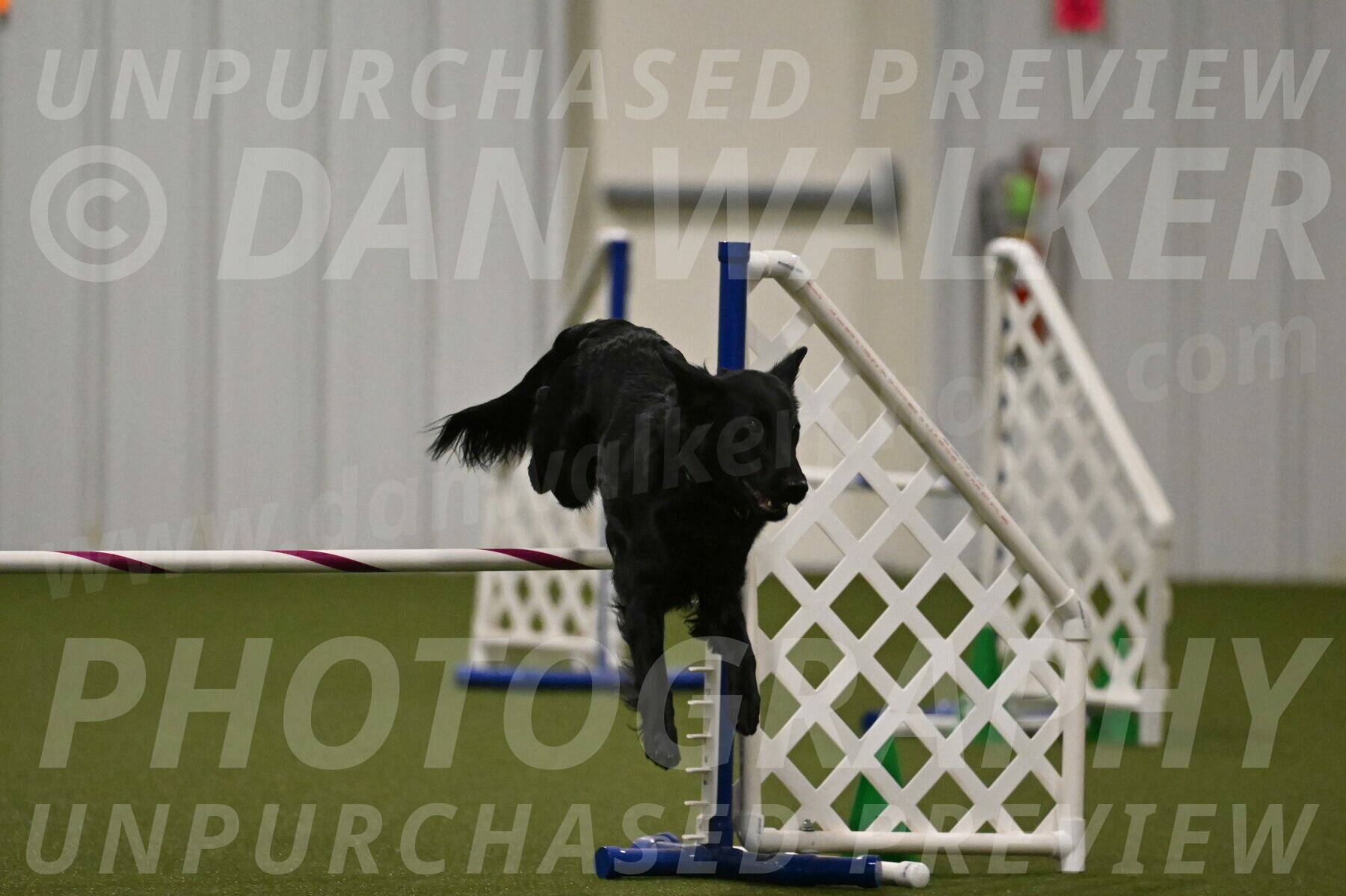 Zinnia-Deborah-Ting-03227