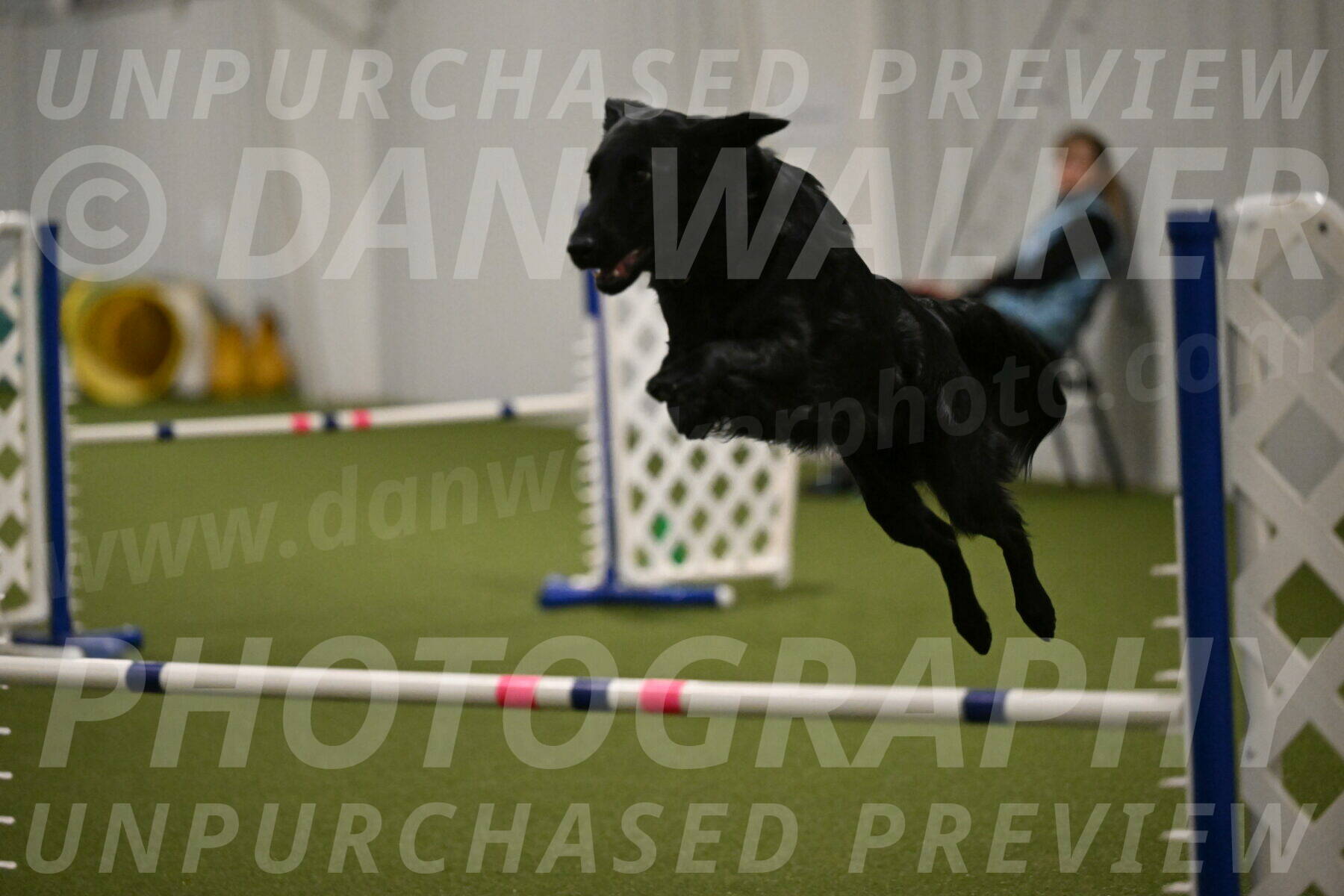 Zinnia-Deborah-Ting-03228