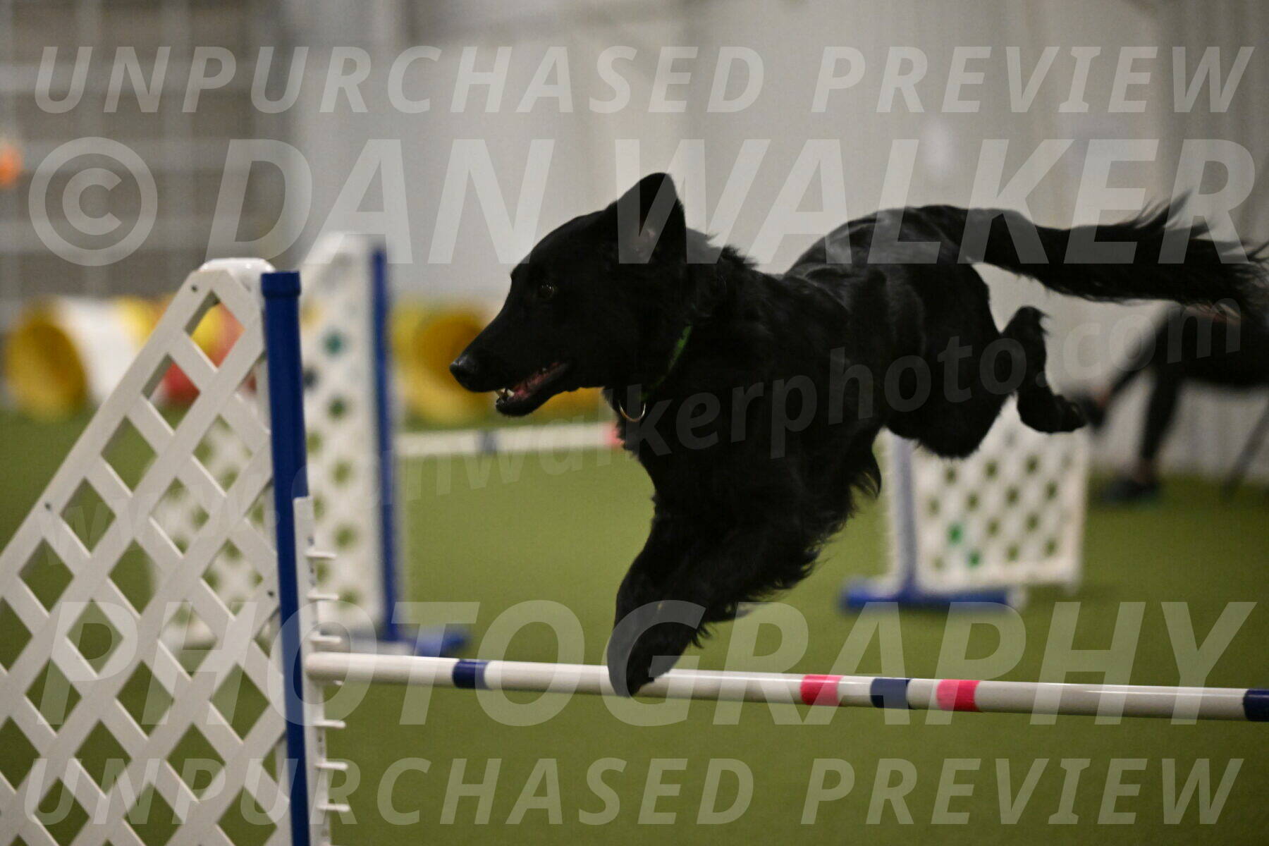 Zinnia-Deborah-Ting-03231