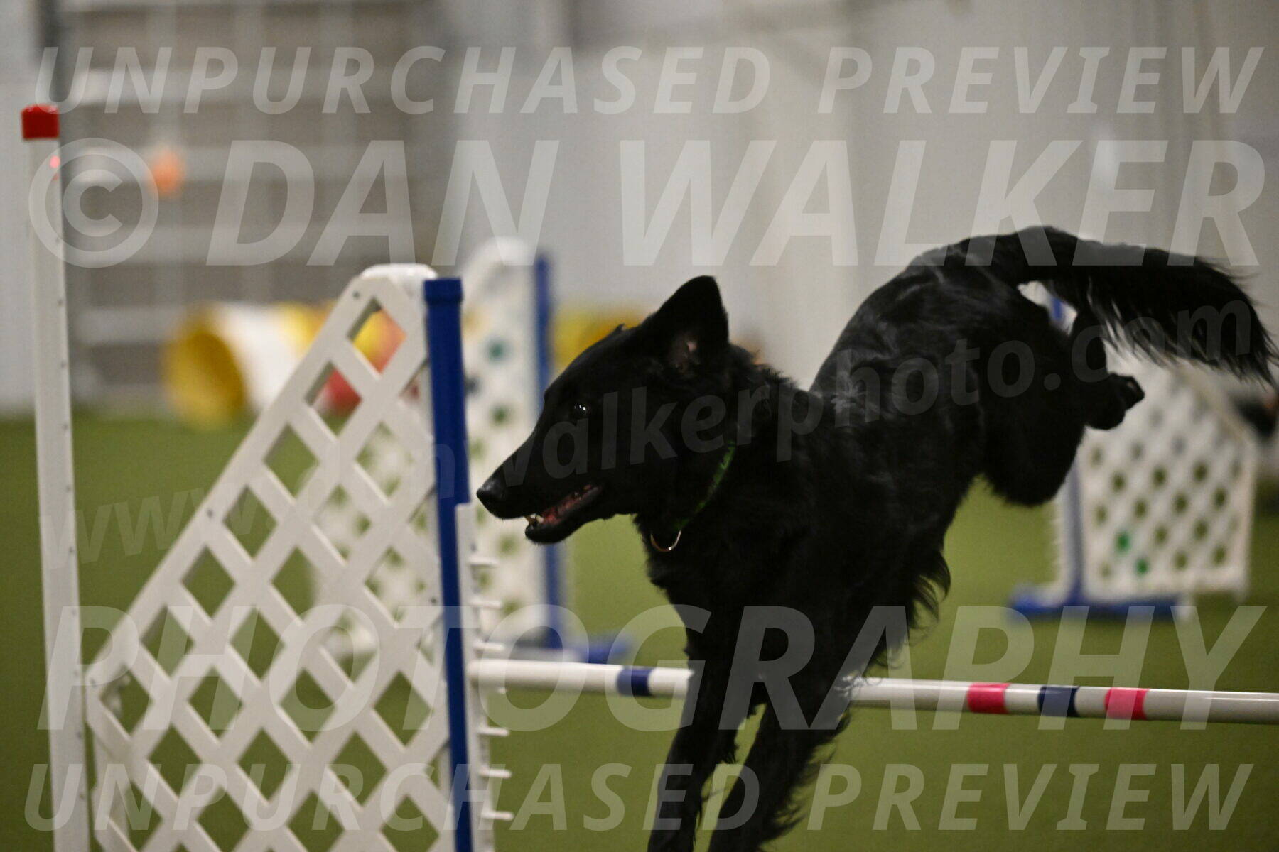 Zinnia-Deborah-Ting-03232