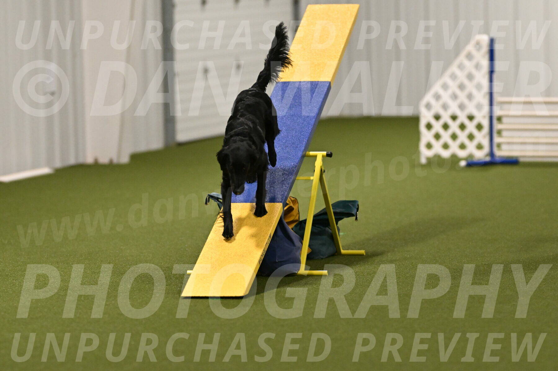 Zinnia-Deborah-Ting-03236