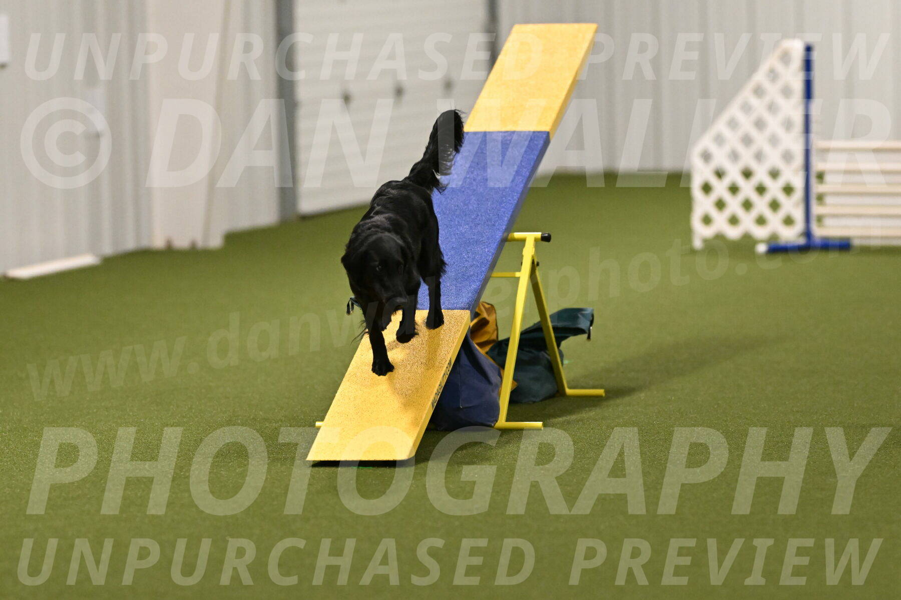 Zinnia-Deborah-Ting-03238