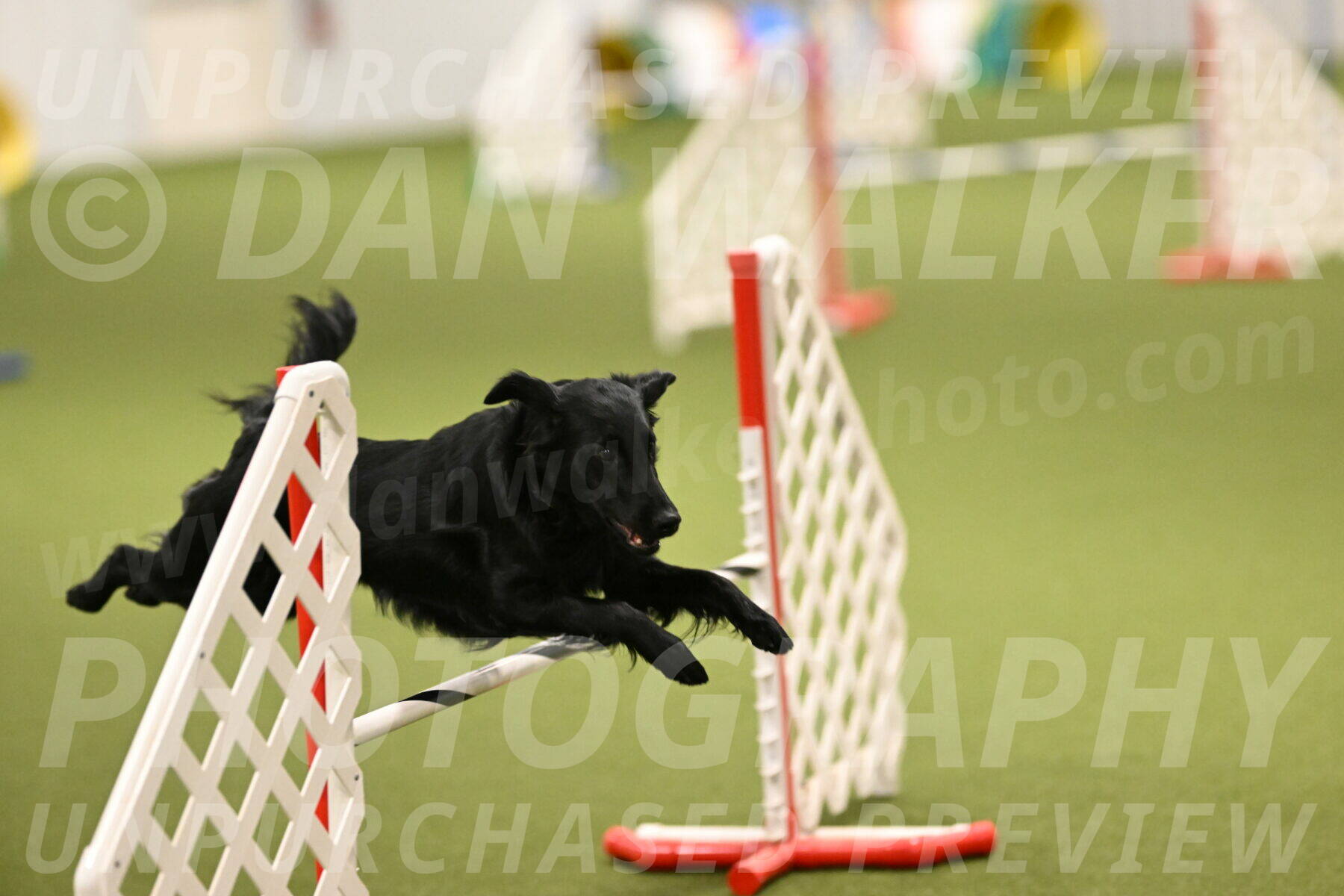 Zinnia-Deborah-Ting-03239