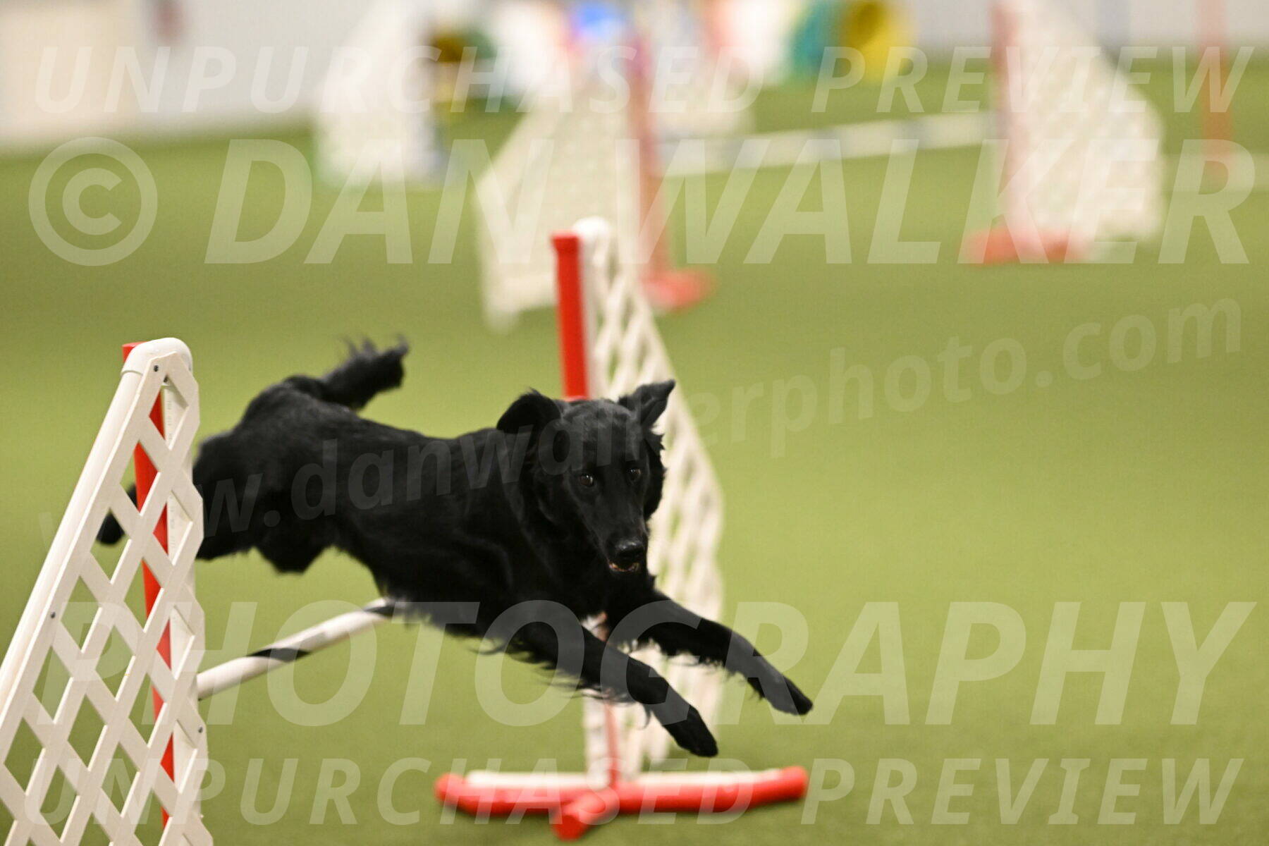 Zinnia-Deborah-Ting-03240