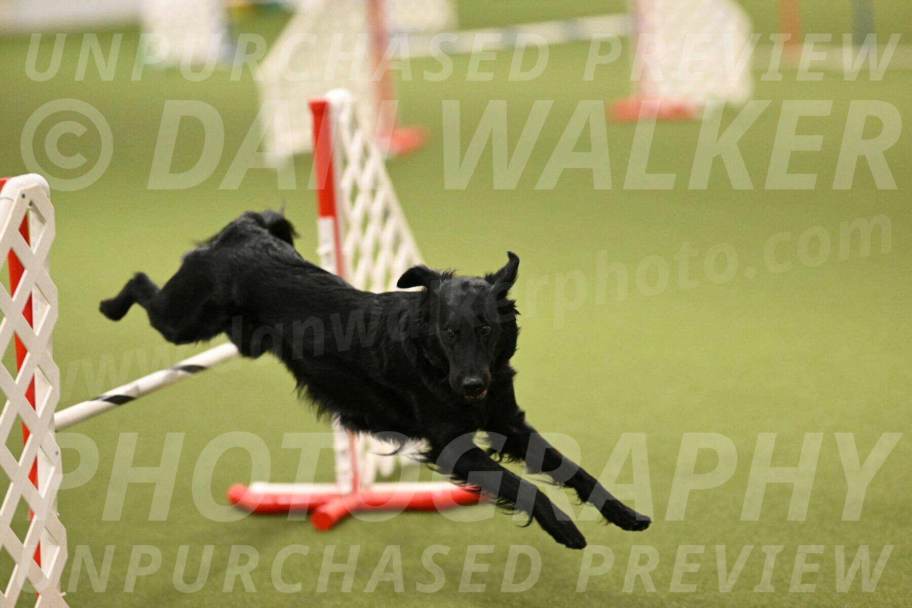 Zinnia-Deborah-Ting-03241