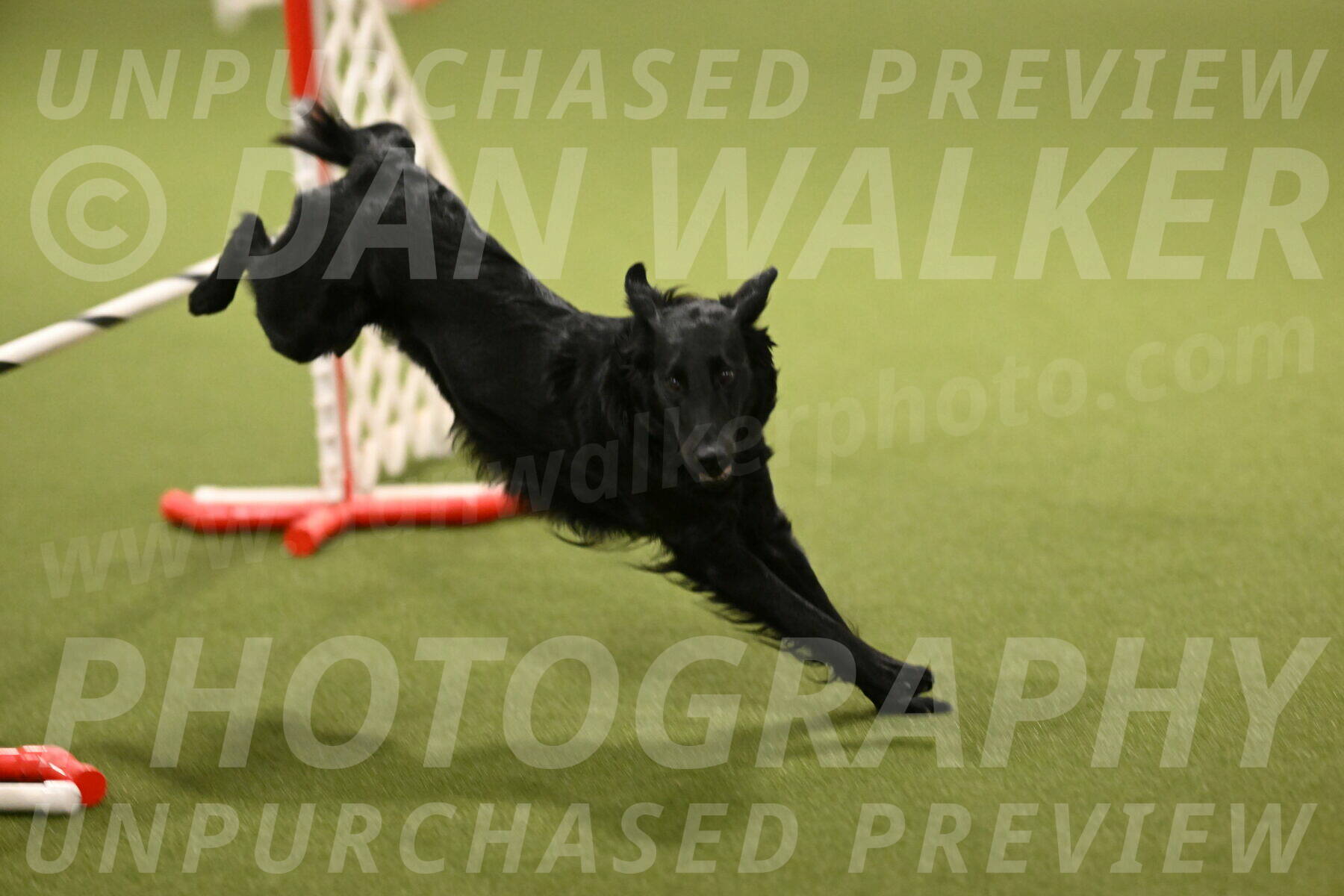 Zinnia-Deborah-Ting-03242