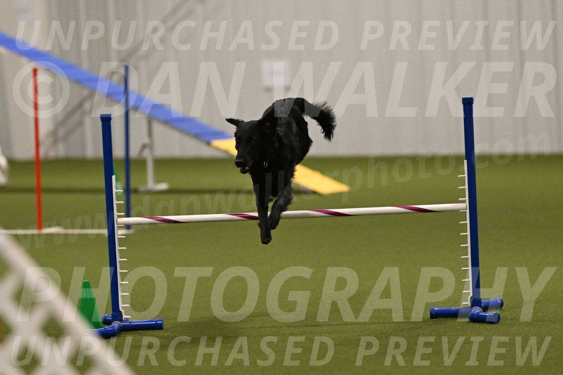 Zinnia-Deborah-Ting-03243