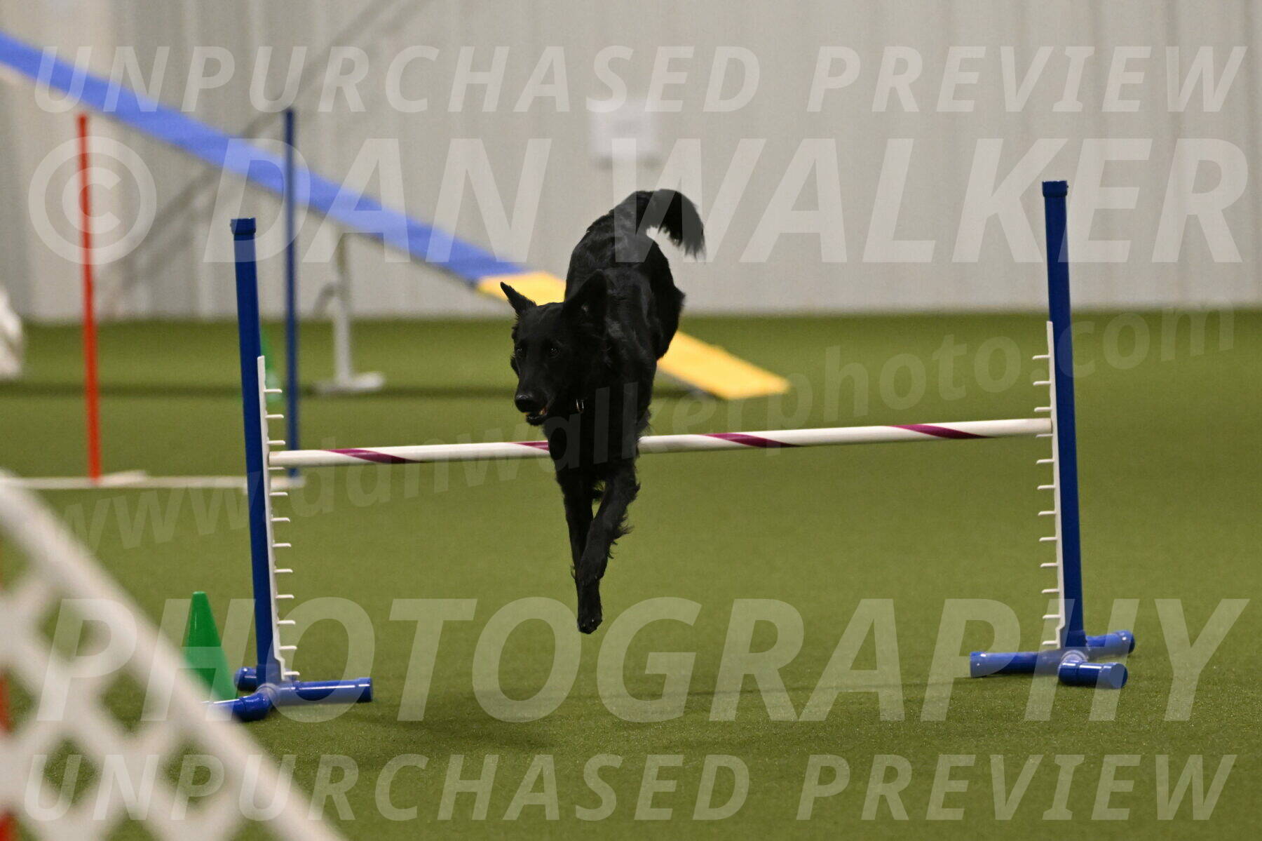 Zinnia-Deborah-Ting-03244