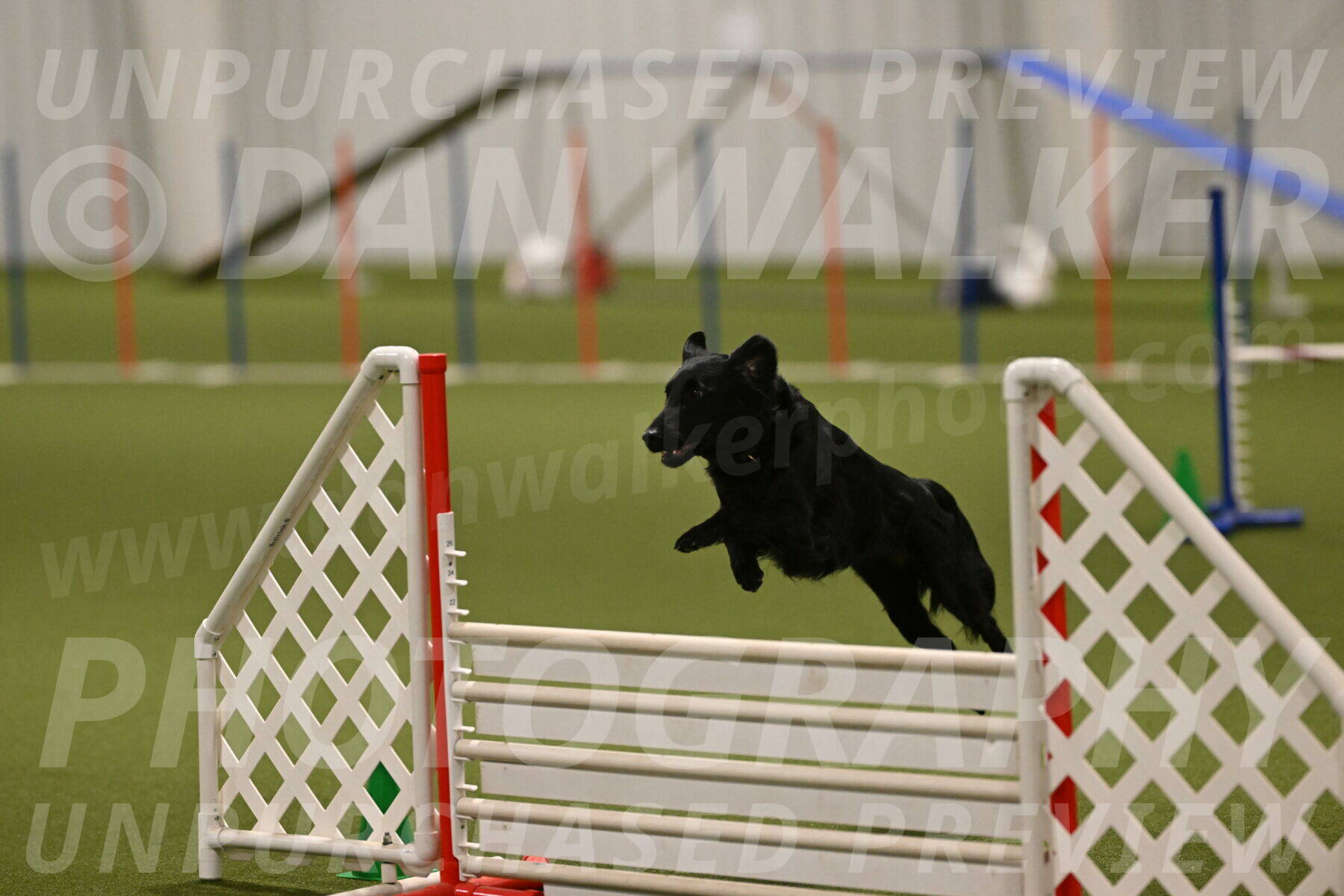 Zinnia-Deborah-Ting-03245