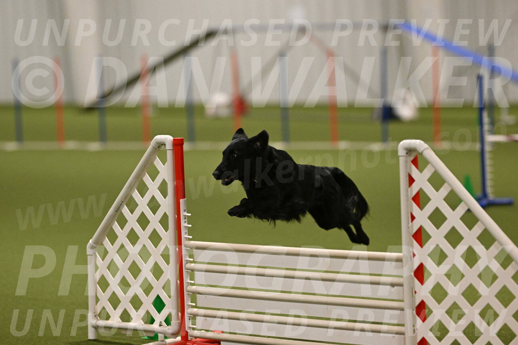 Zinnia-Deborah-Ting-03246