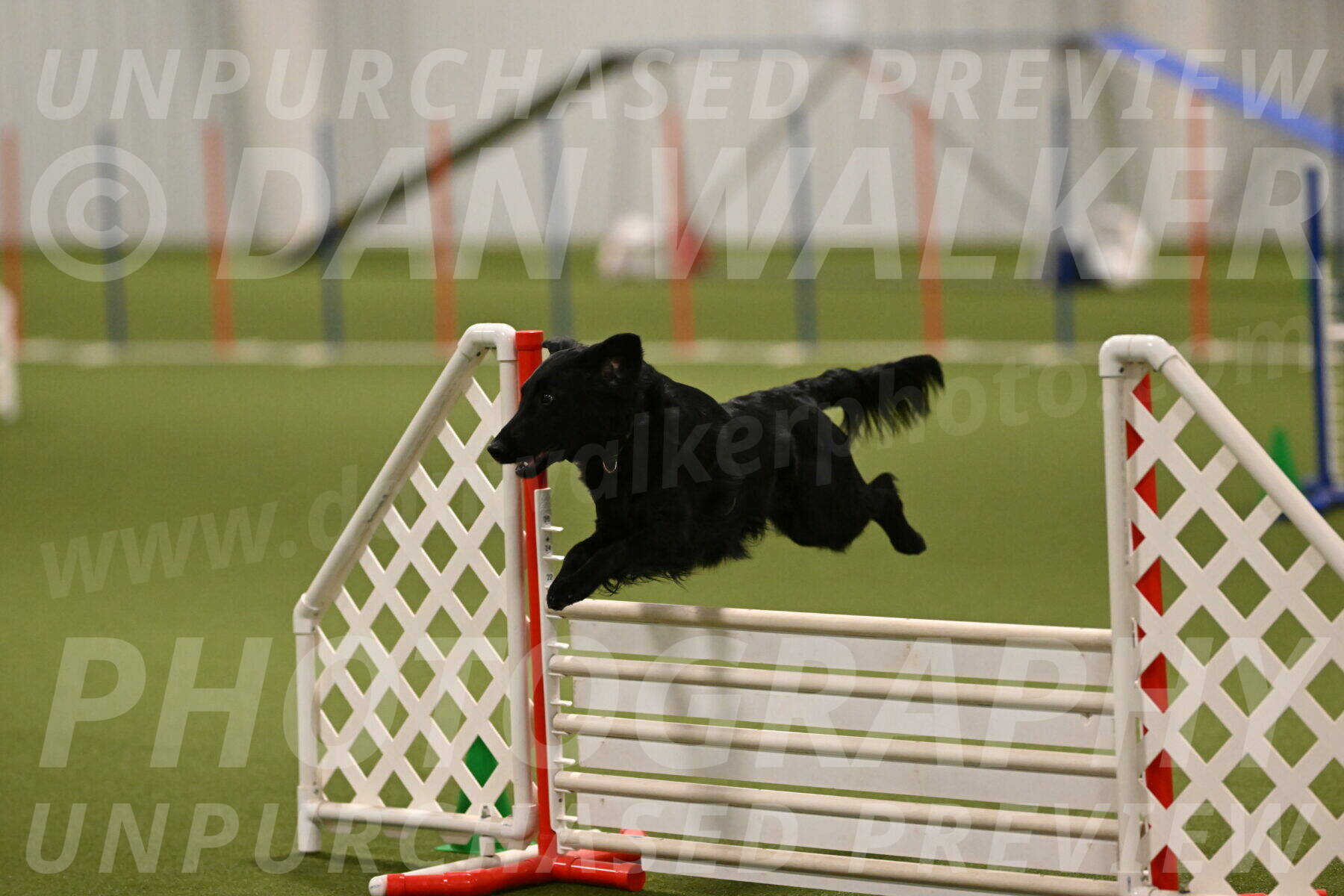 Zinnia-Deborah-Ting-03247