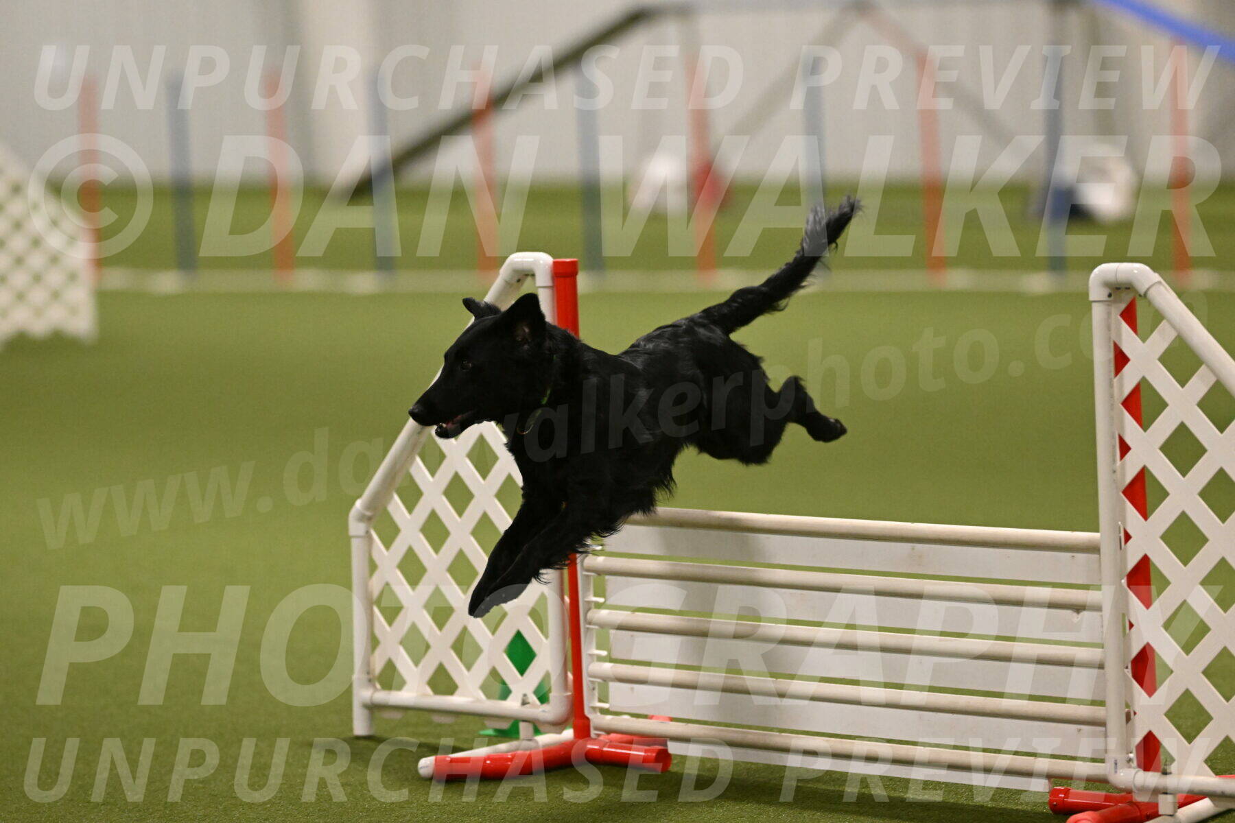 Zinnia-Deborah-Ting-03248